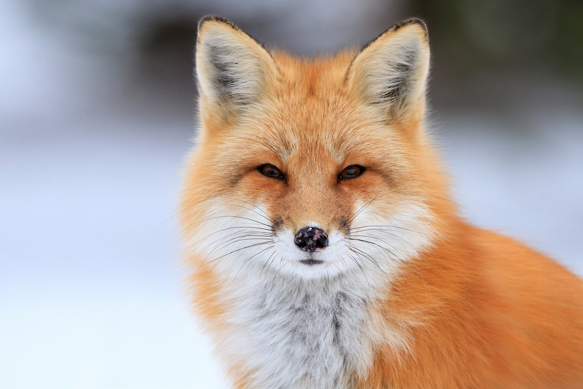 fox fox portrait