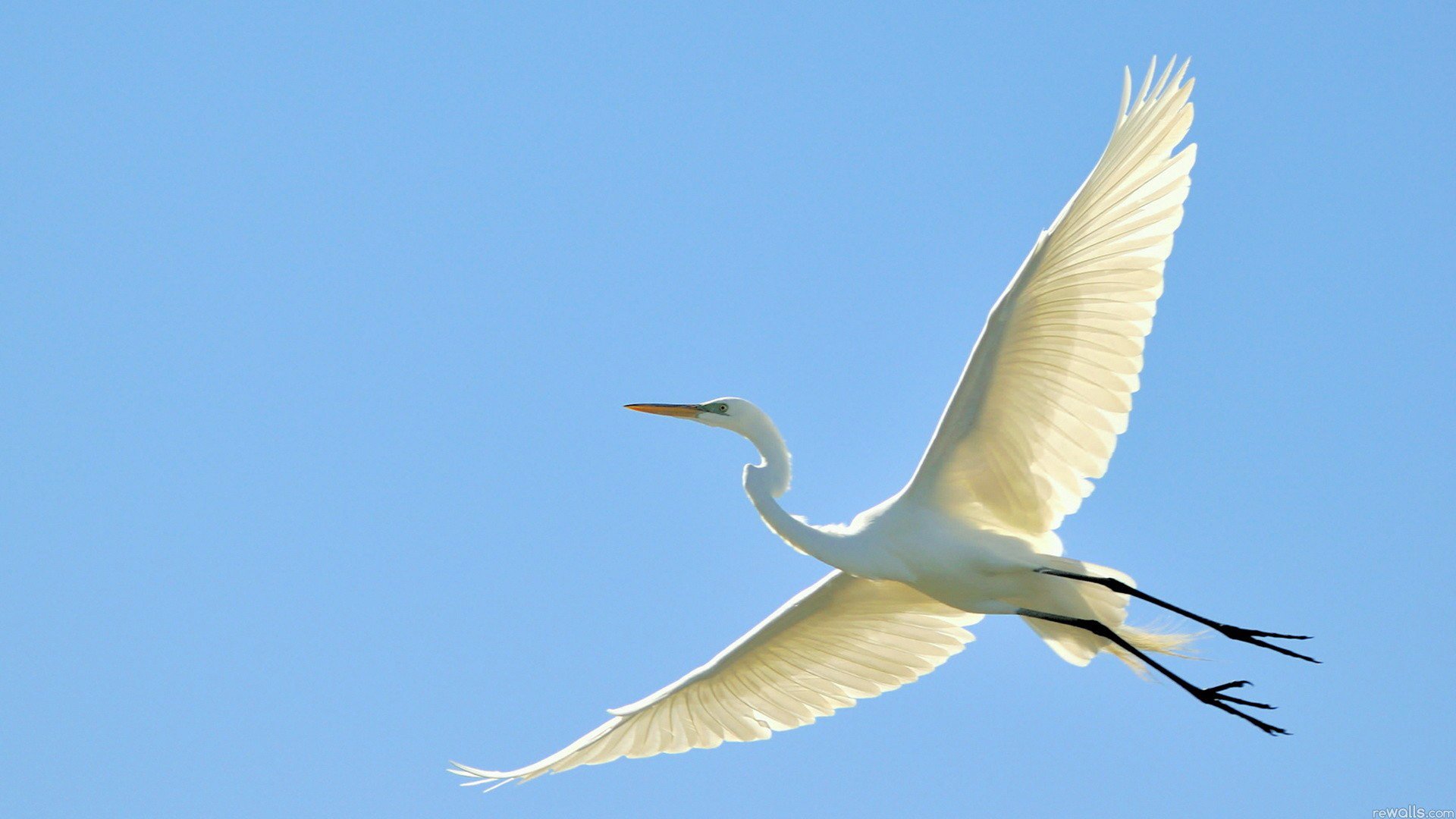 vogel reiher storch fliegen himmel flügel schnabel