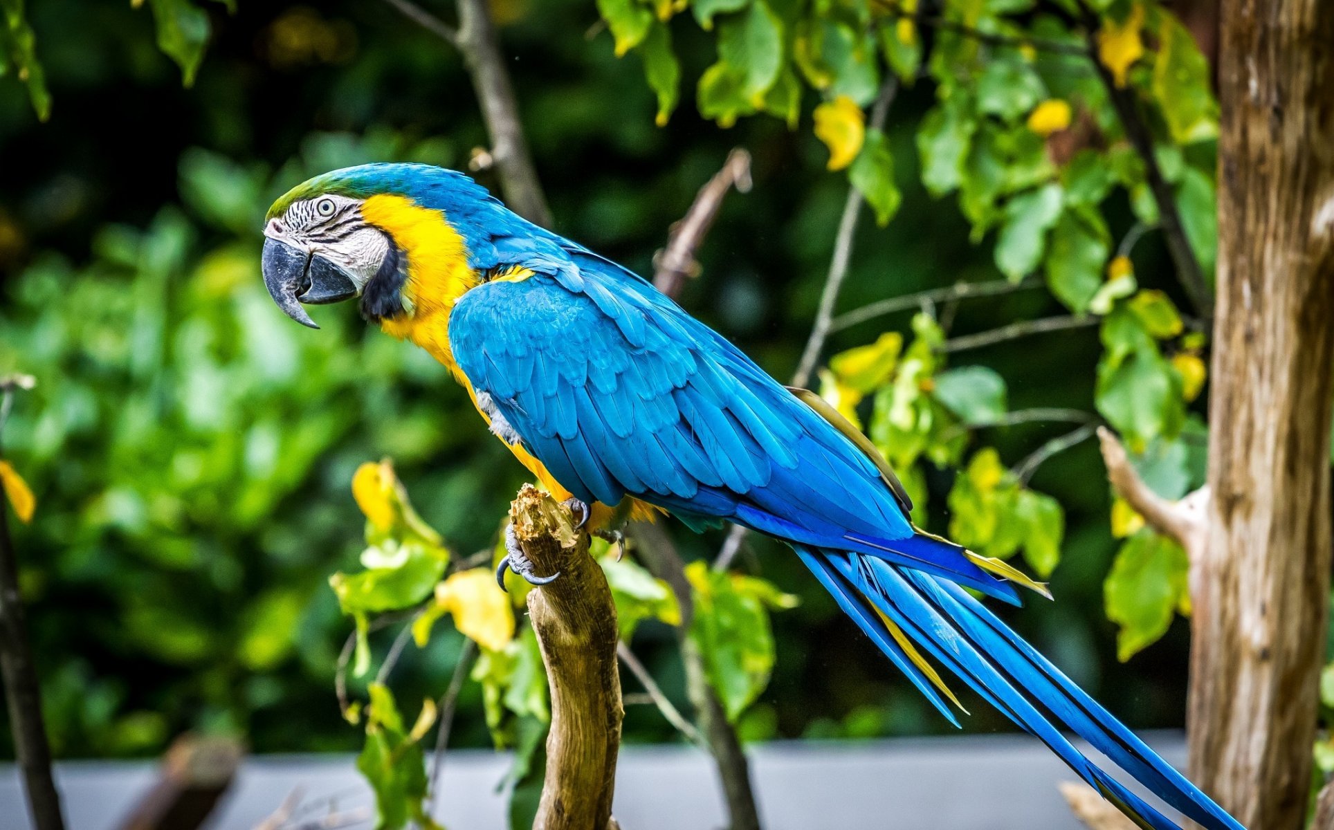 loro guacamayo pájaro colores plumas pico perfil