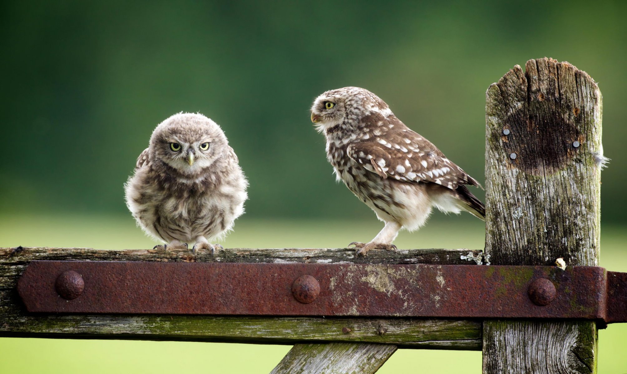 gufi gufi uccelli natura recinzione