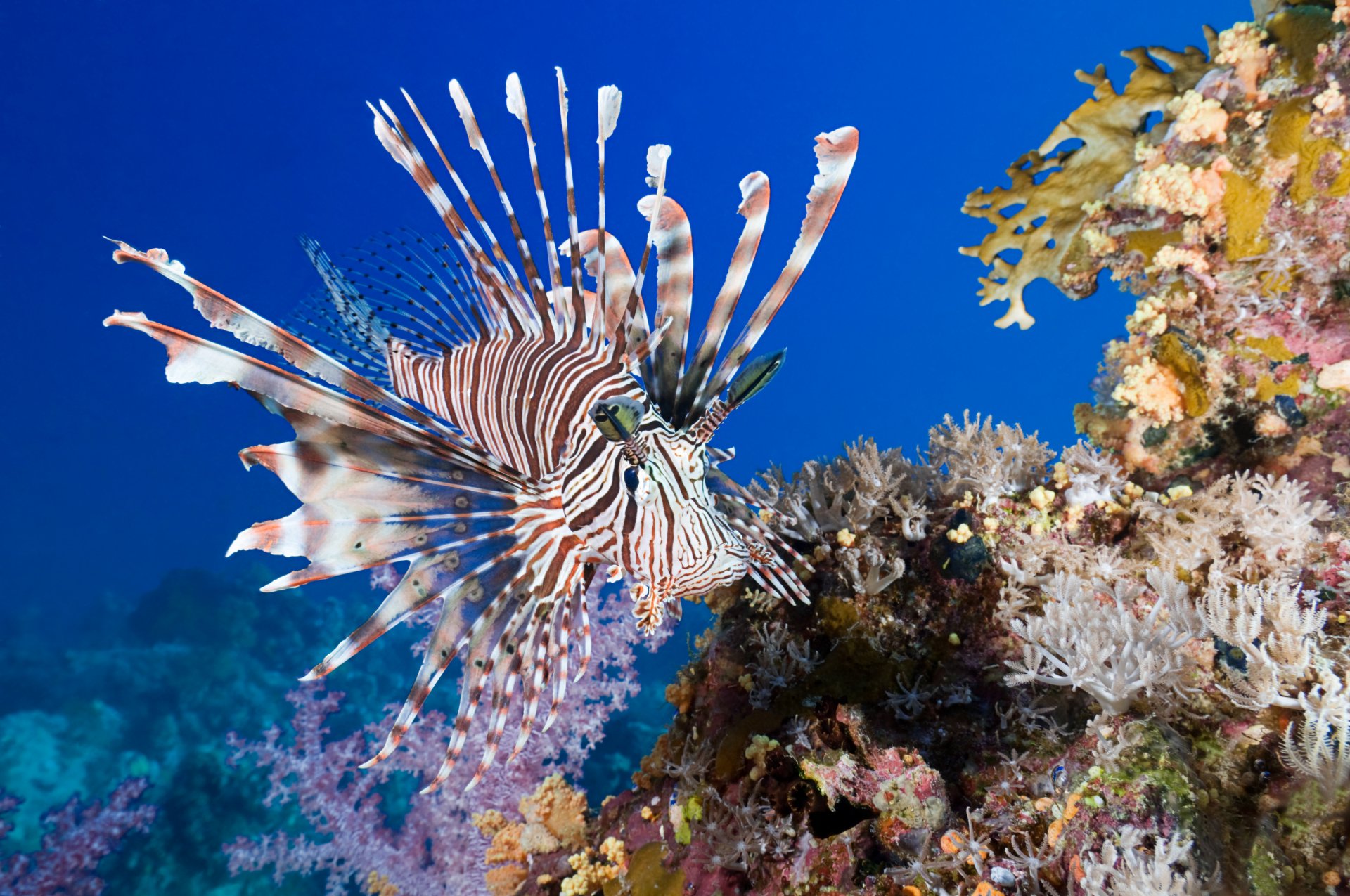 lionfish coral fish sea underwater coral underwater