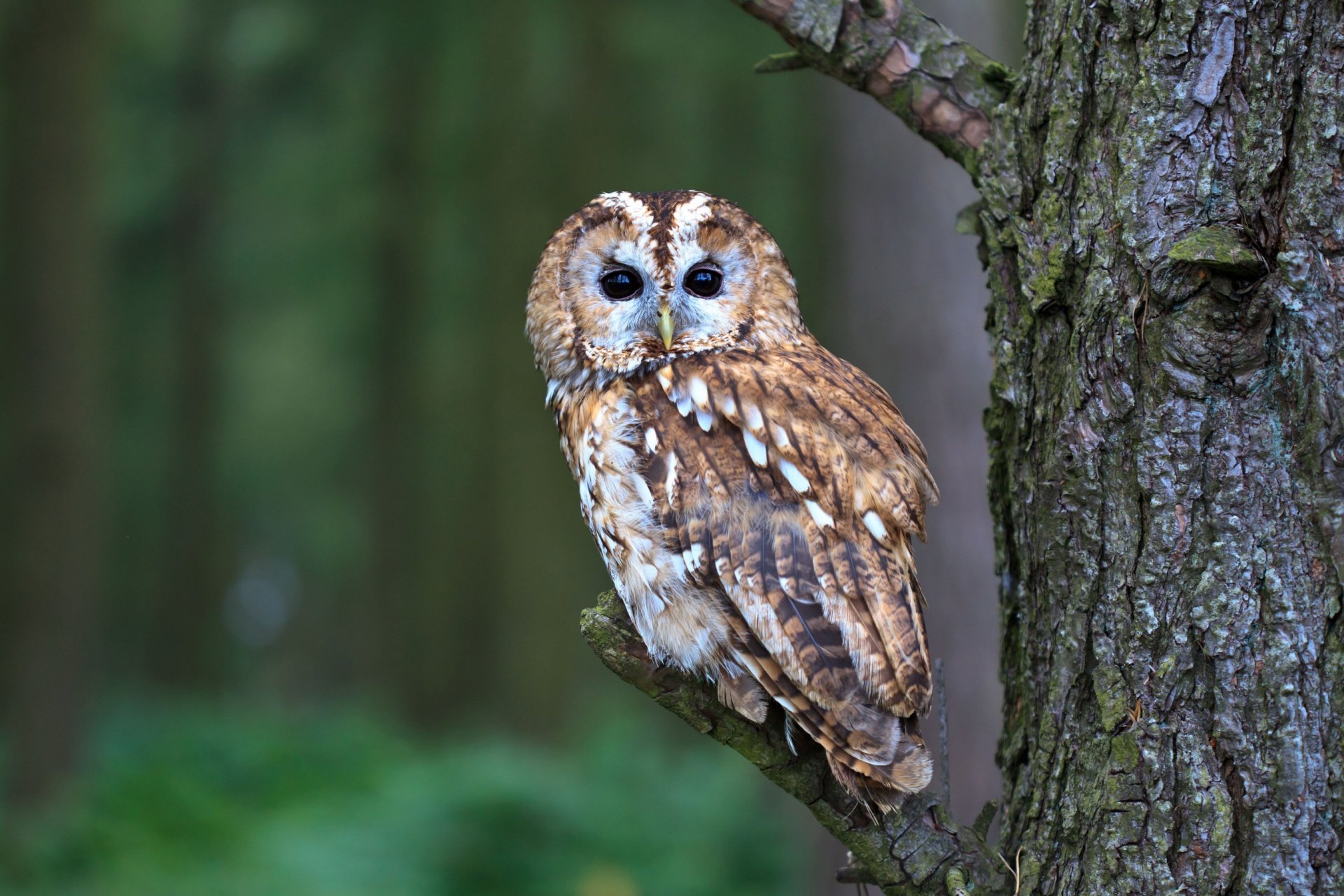 oiseau hibou nature