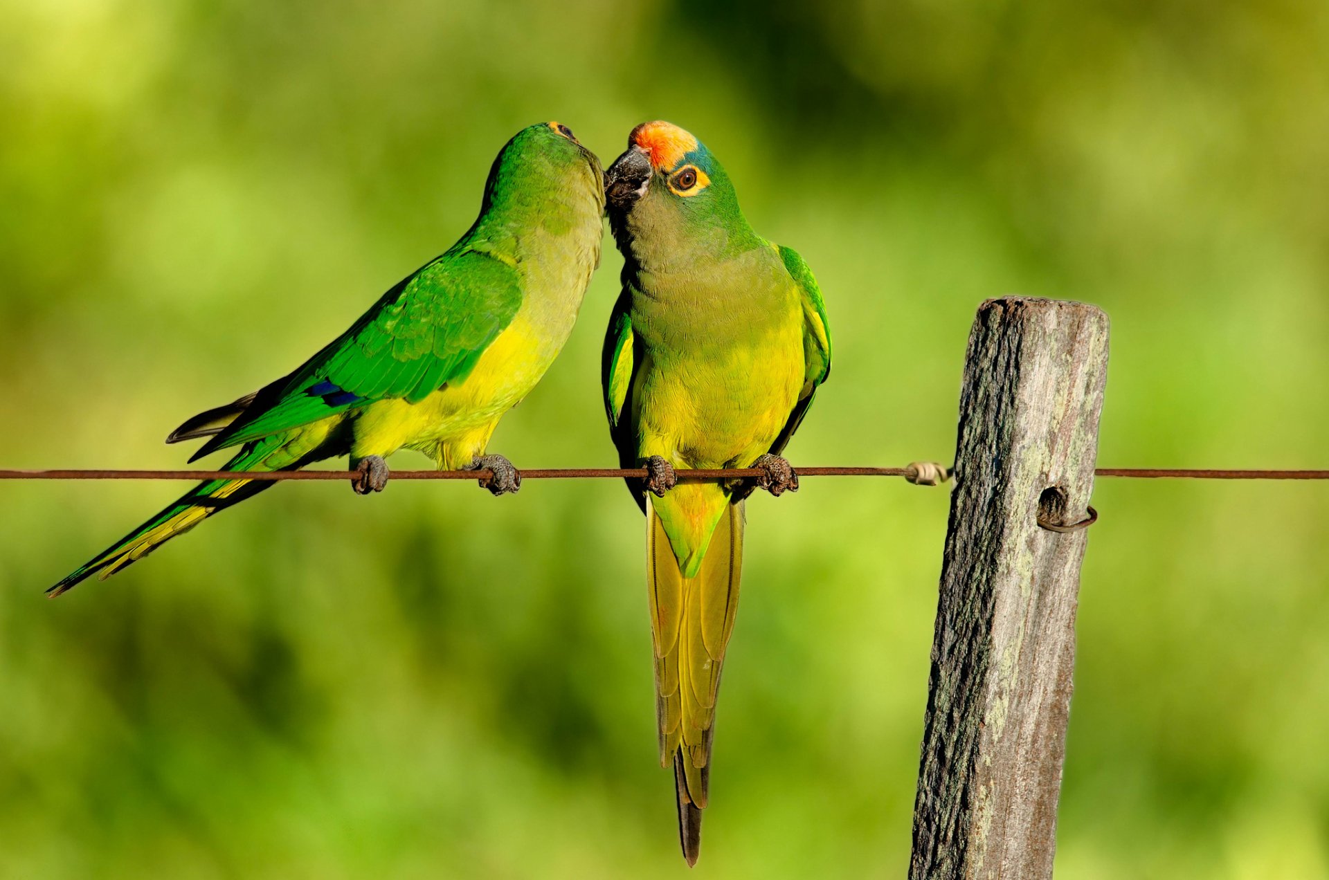 alambre esgrima loros beso