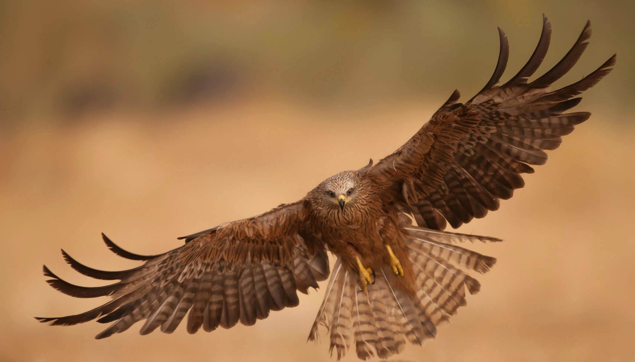 oiseau prédateur aigle vol ailes