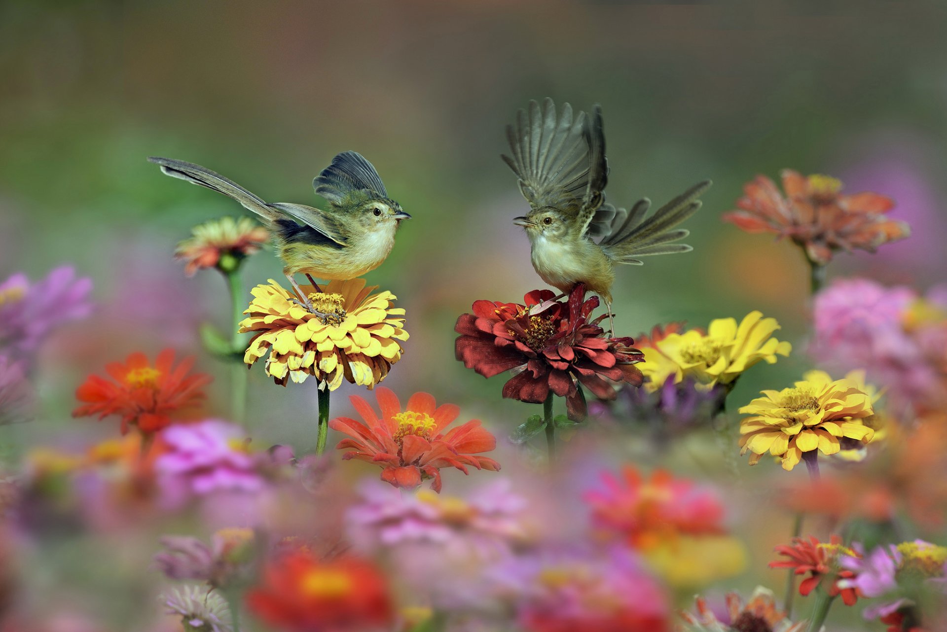 aves alas cola flores prado