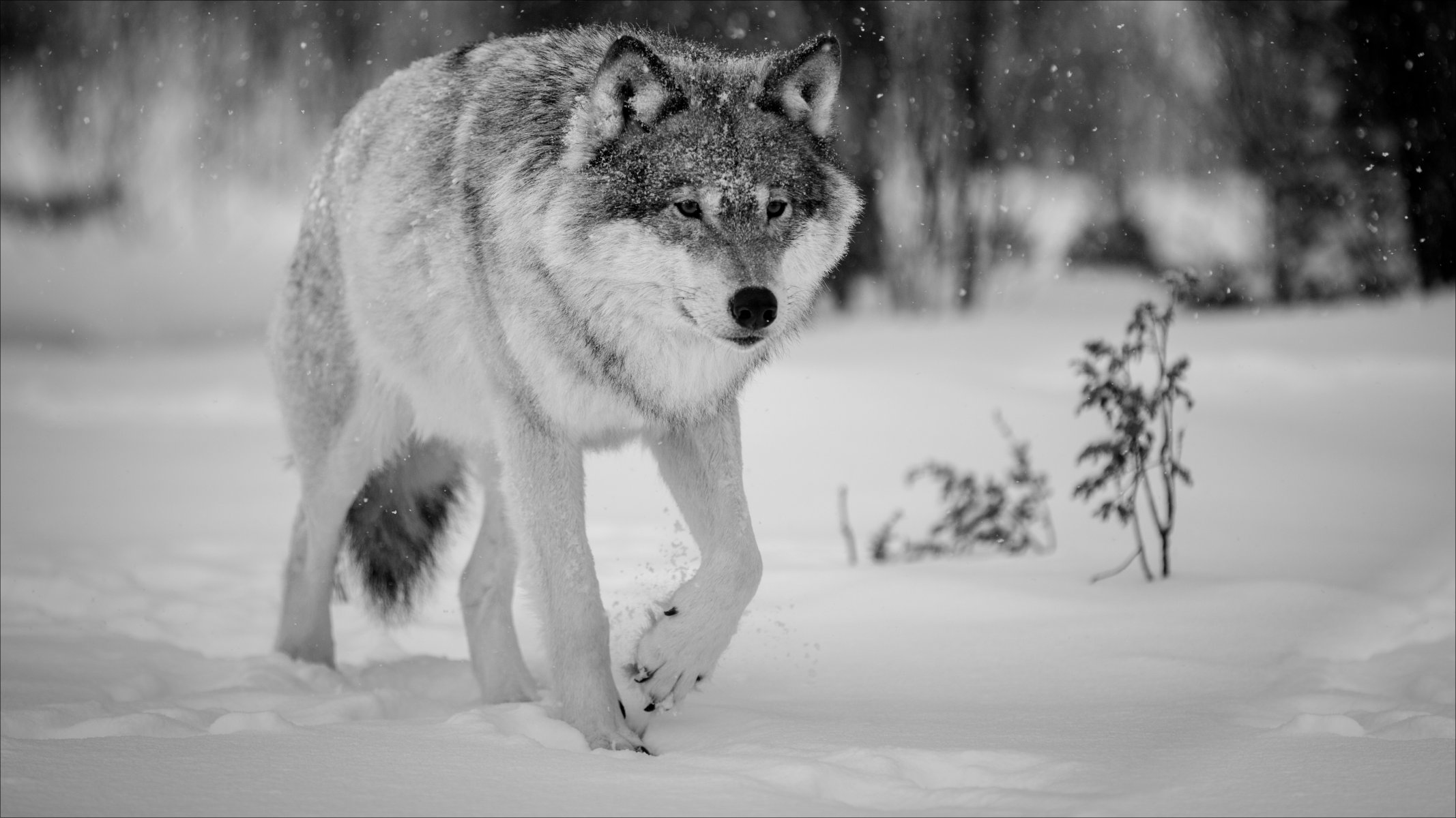 nature winter animals wolf winter