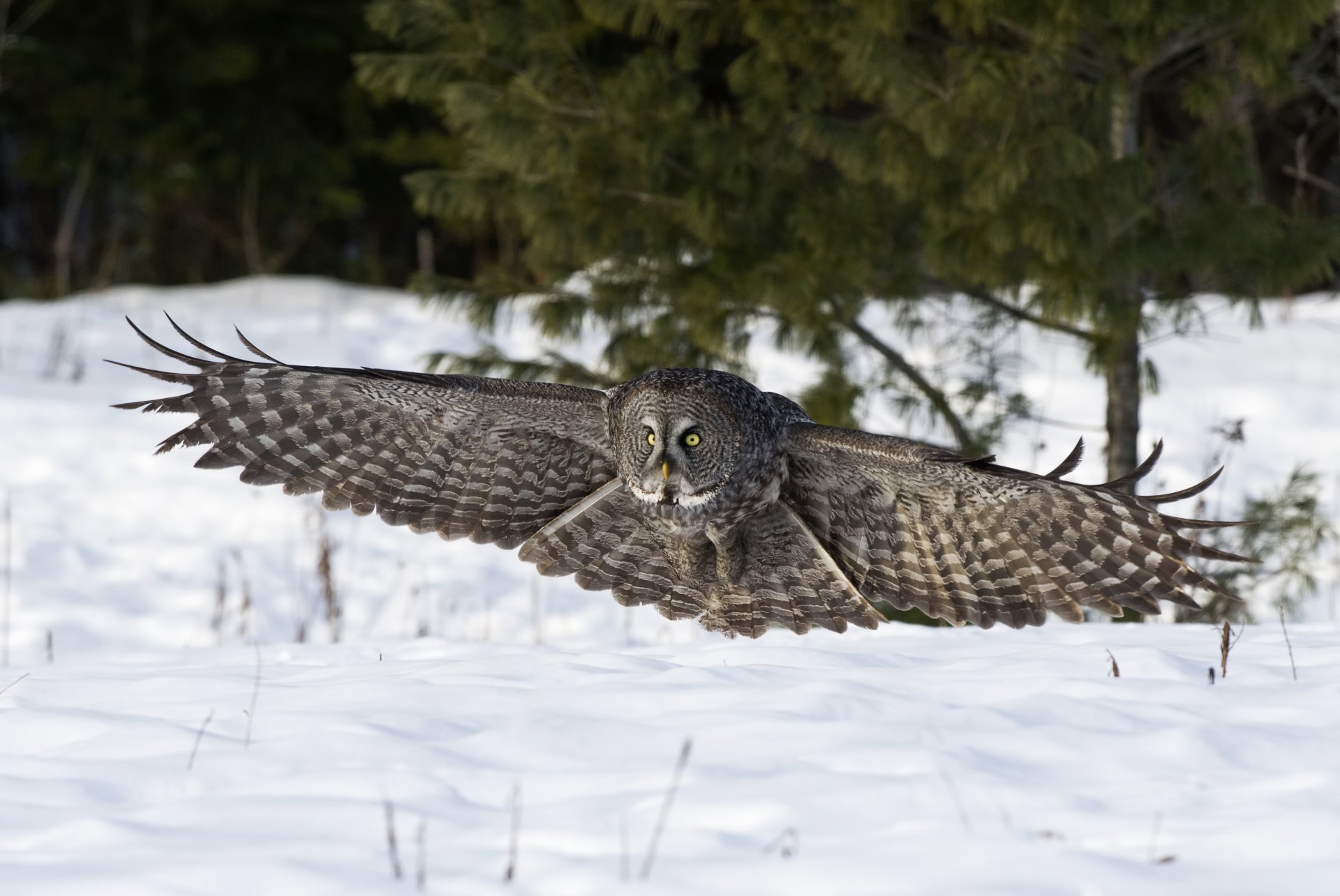 sowa ptak śnieg zima lądowanie natura skrzydła