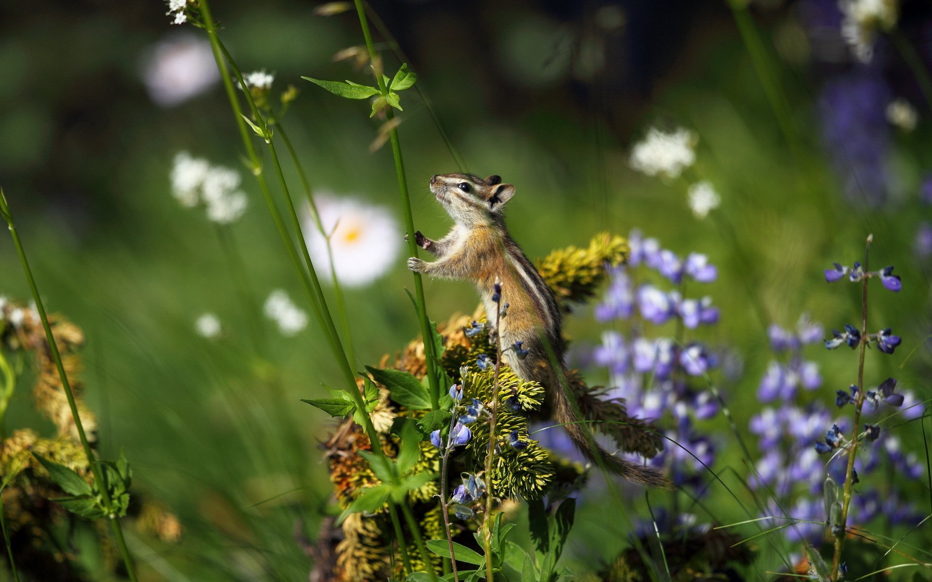 natur feld blumen