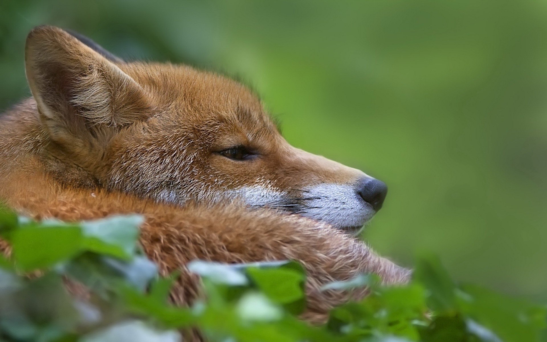 fuchs liegt grüner hintergrund