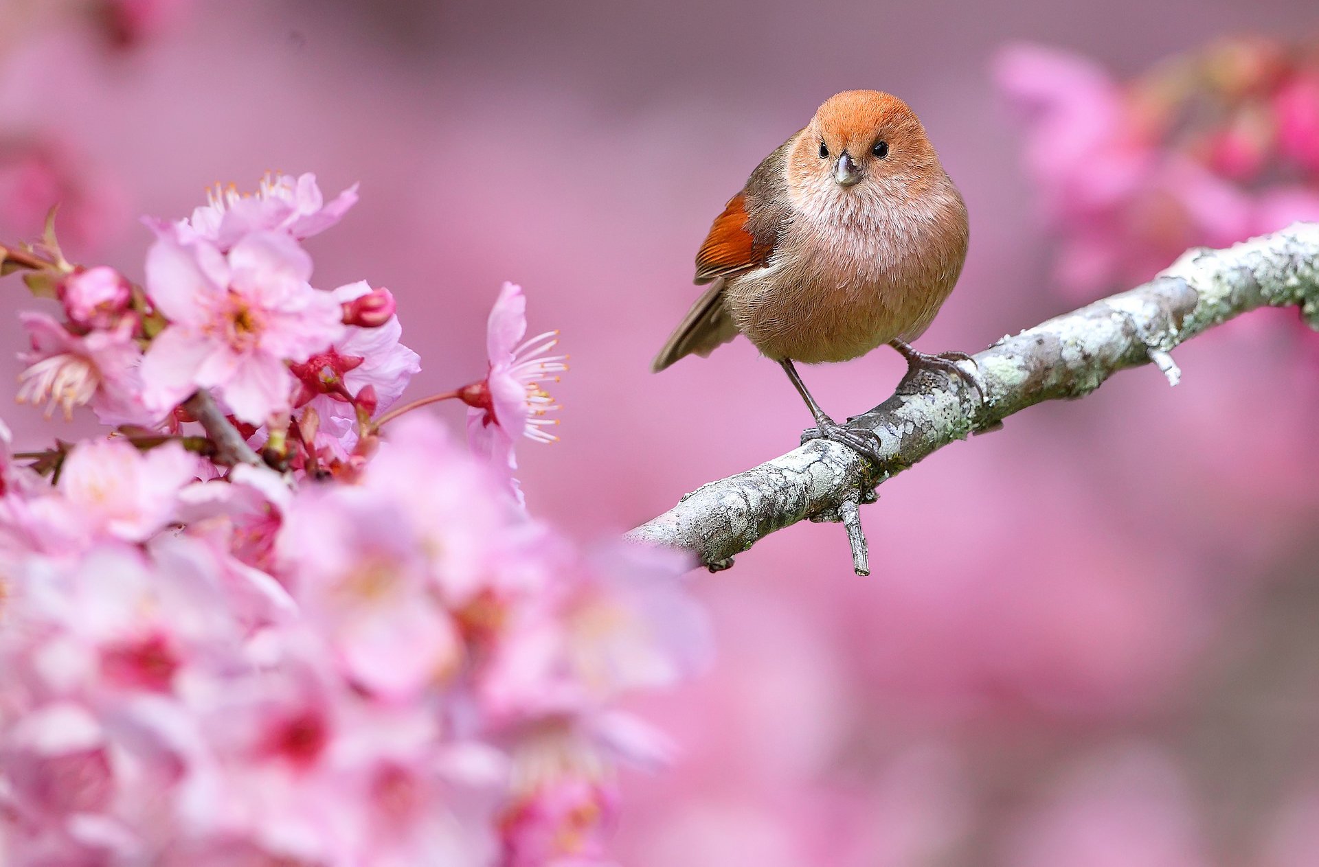 ptak dziób gałąź kwiaty wiosna natura