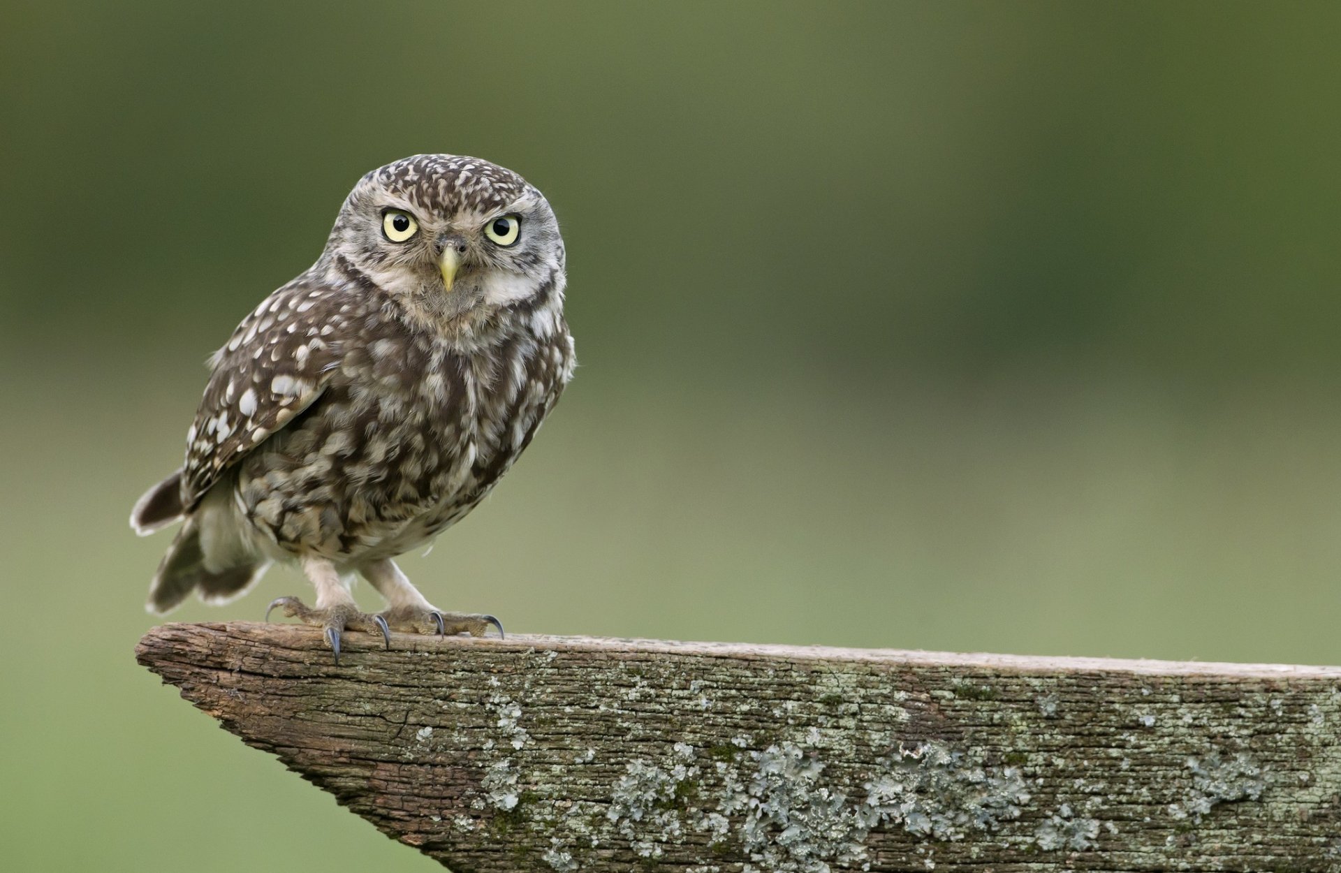 hibou oiseau arbre mise au point nature