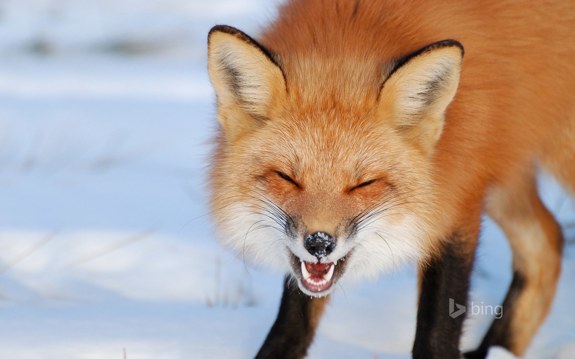 fox grin winter canada