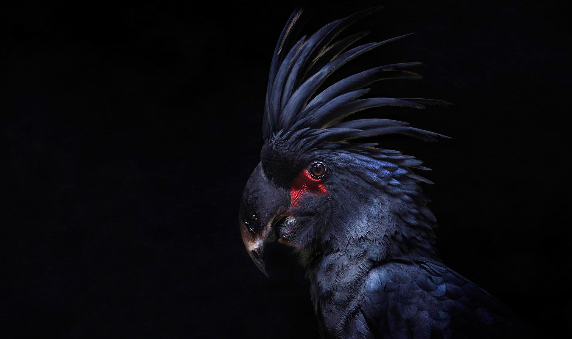 cacatoès perroquet oiseau touffe plumes fond noir