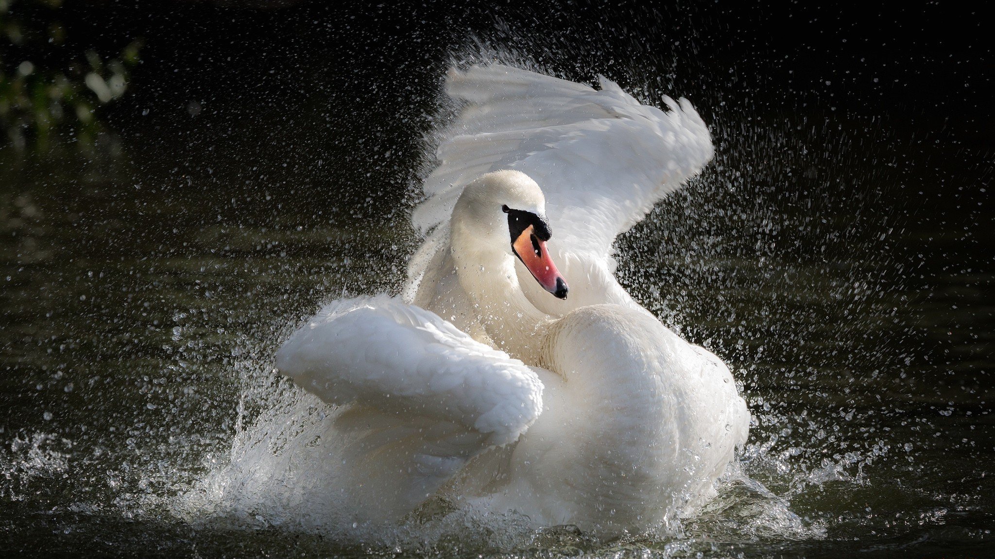 lago agua salpicaduras cisne salpicaduras