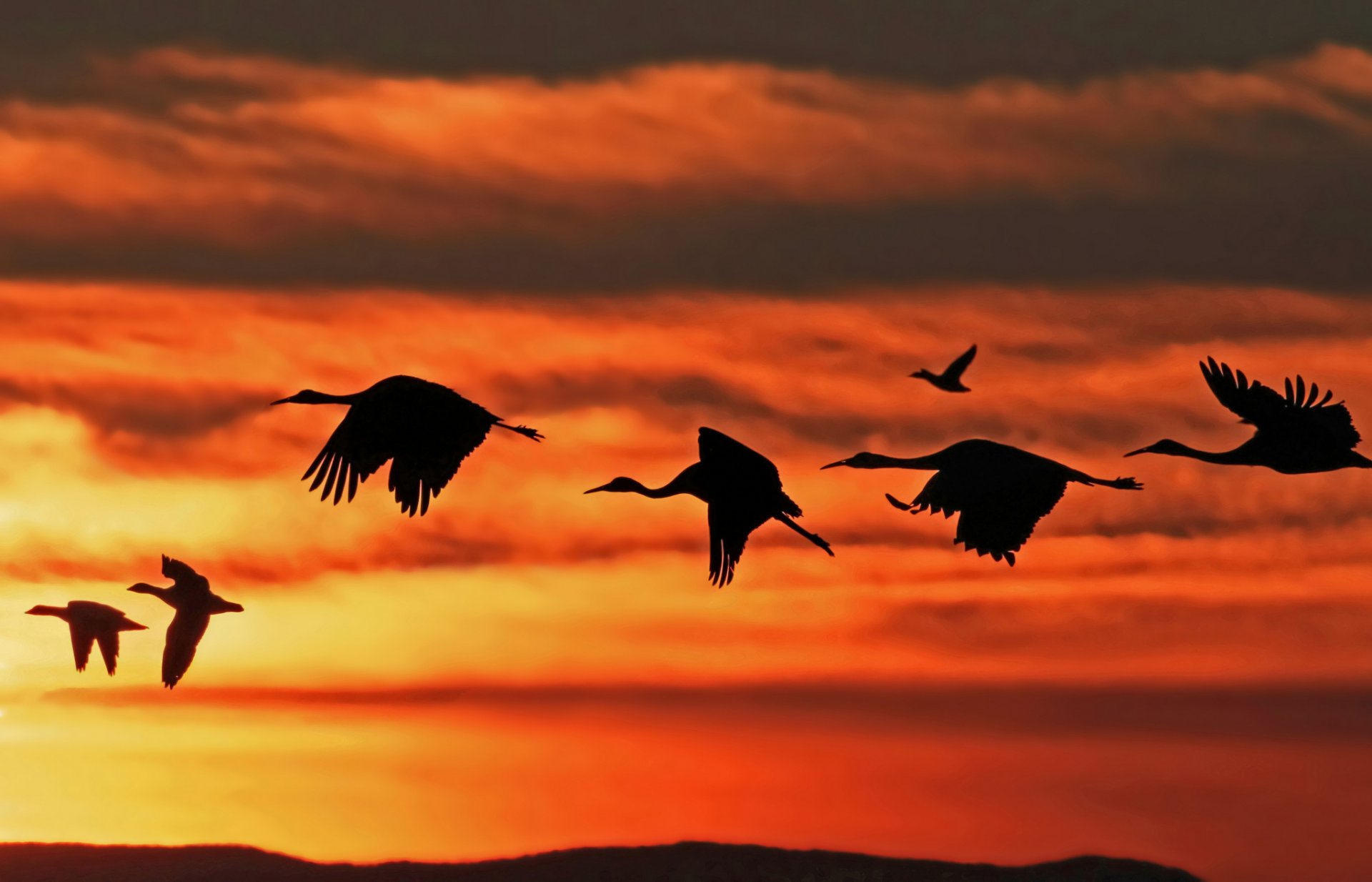 poultry stork duck flight sky clouds sunset article