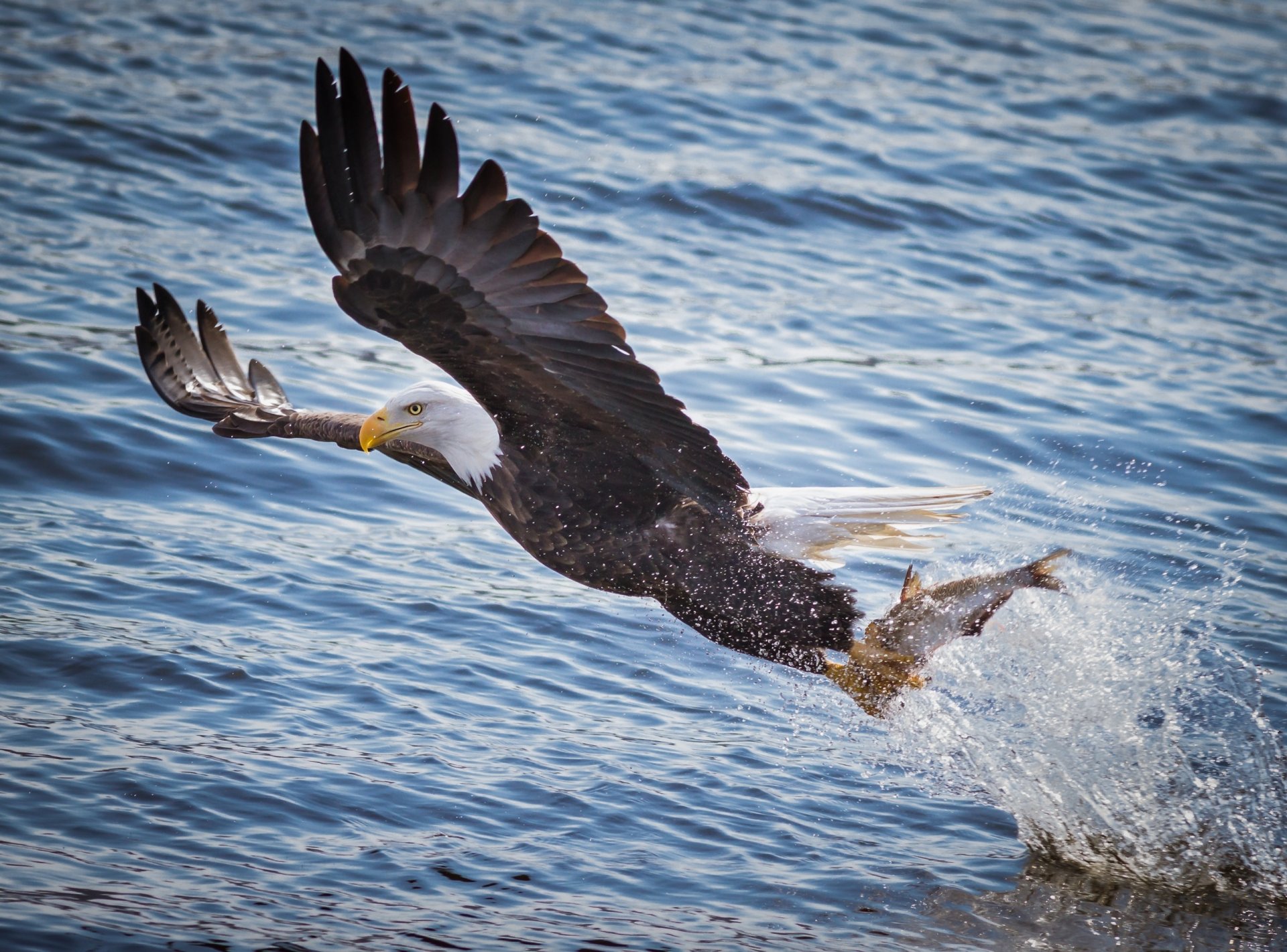 aquila calva uccello predatore ali volo pesca pesce preda acqua fiume spruzzi