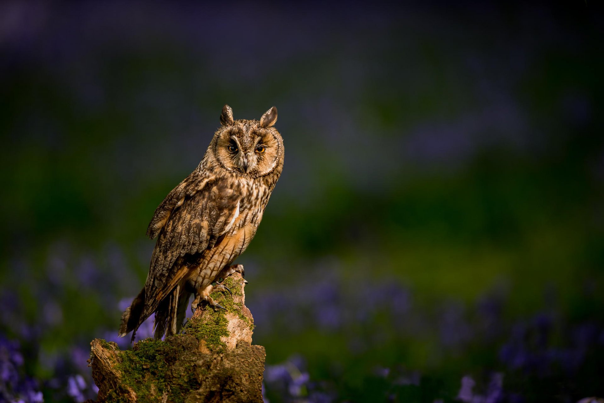 gufo dalle orecchie uccello ceppo natura fiori sfocatura