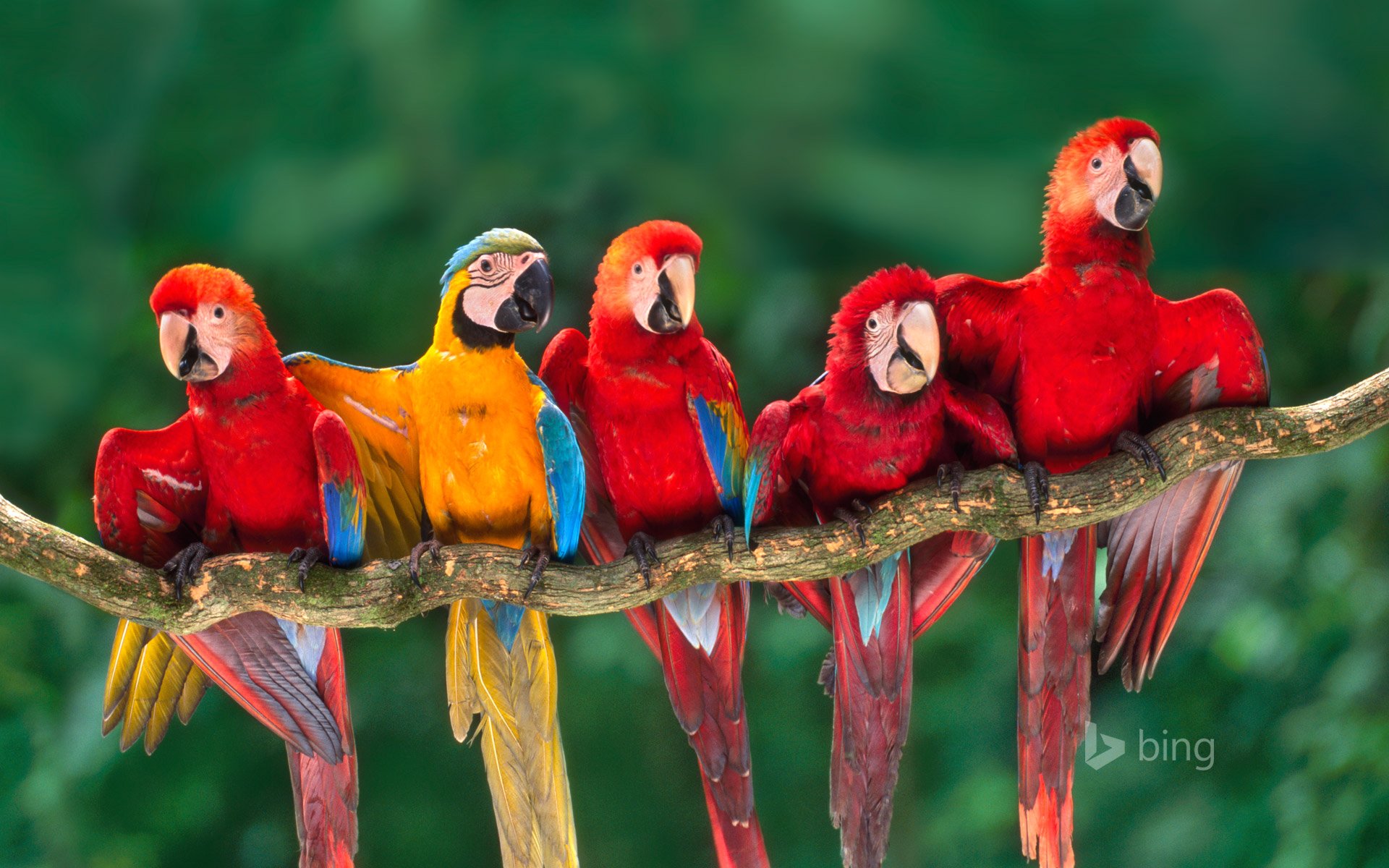 perroquet ara plumes queue bec branche tambopata pérou