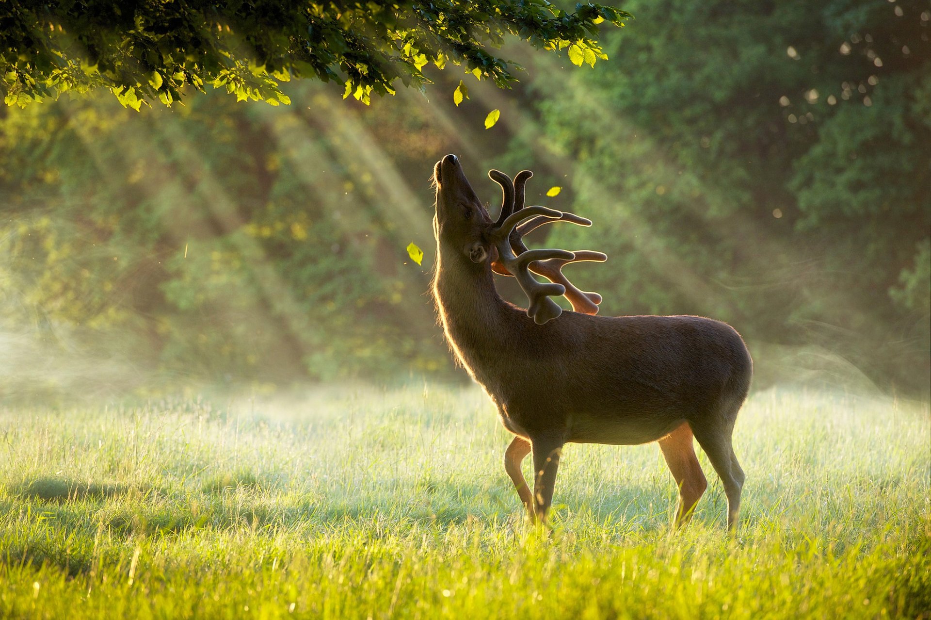 grüner sommerregen dämmerung hirsch baum blätter