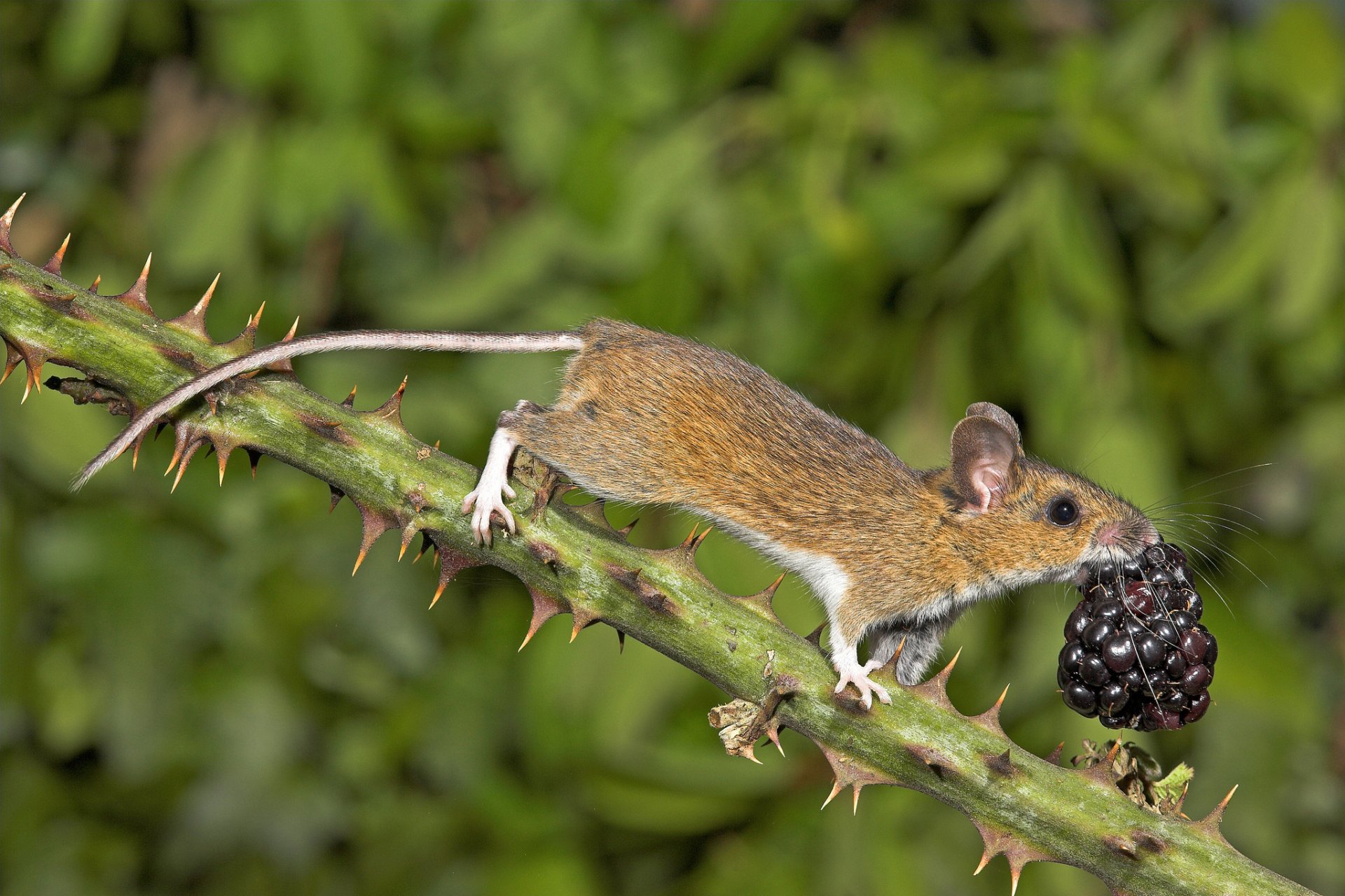 mouse berry blackberry branch studs nature