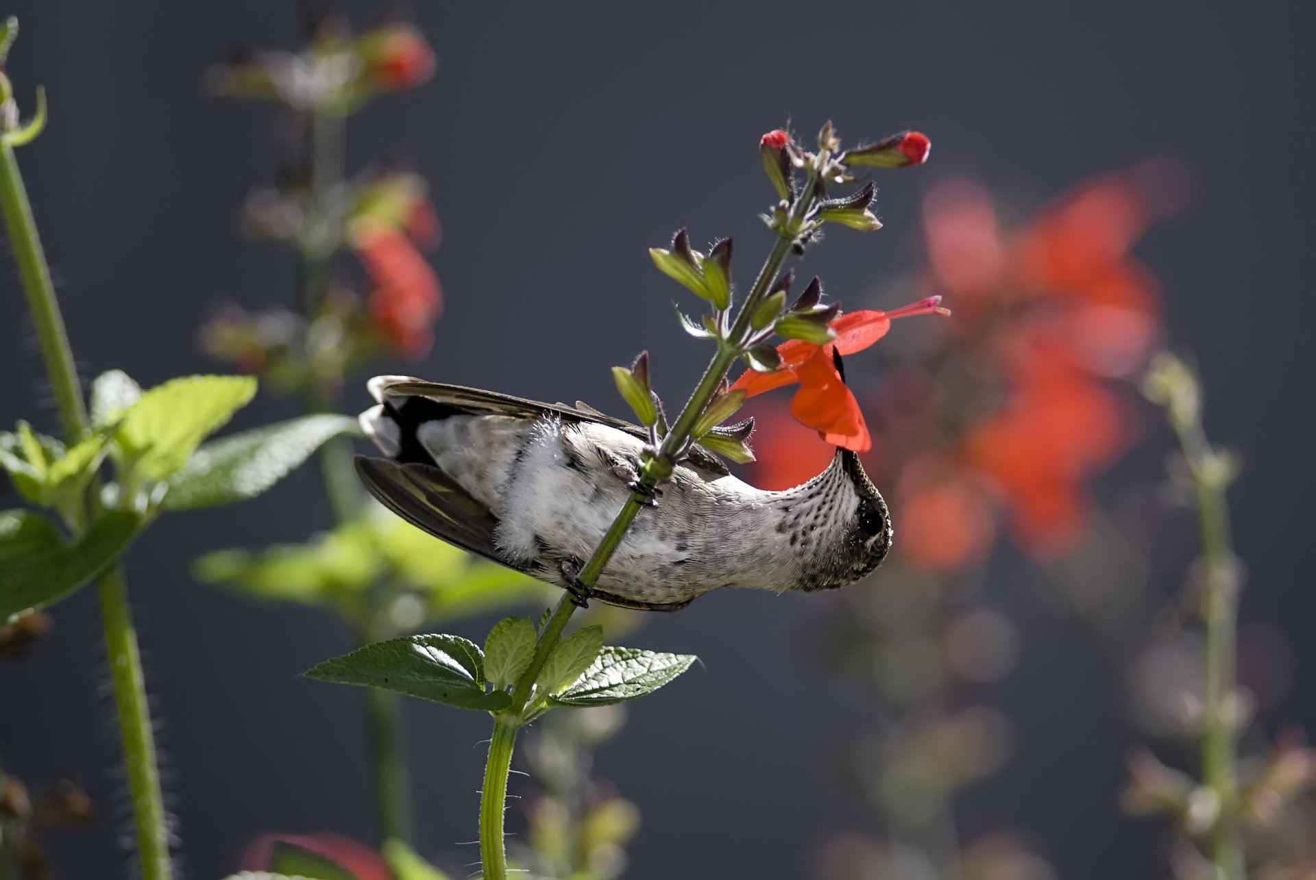 colibrí pájaro flor néctar