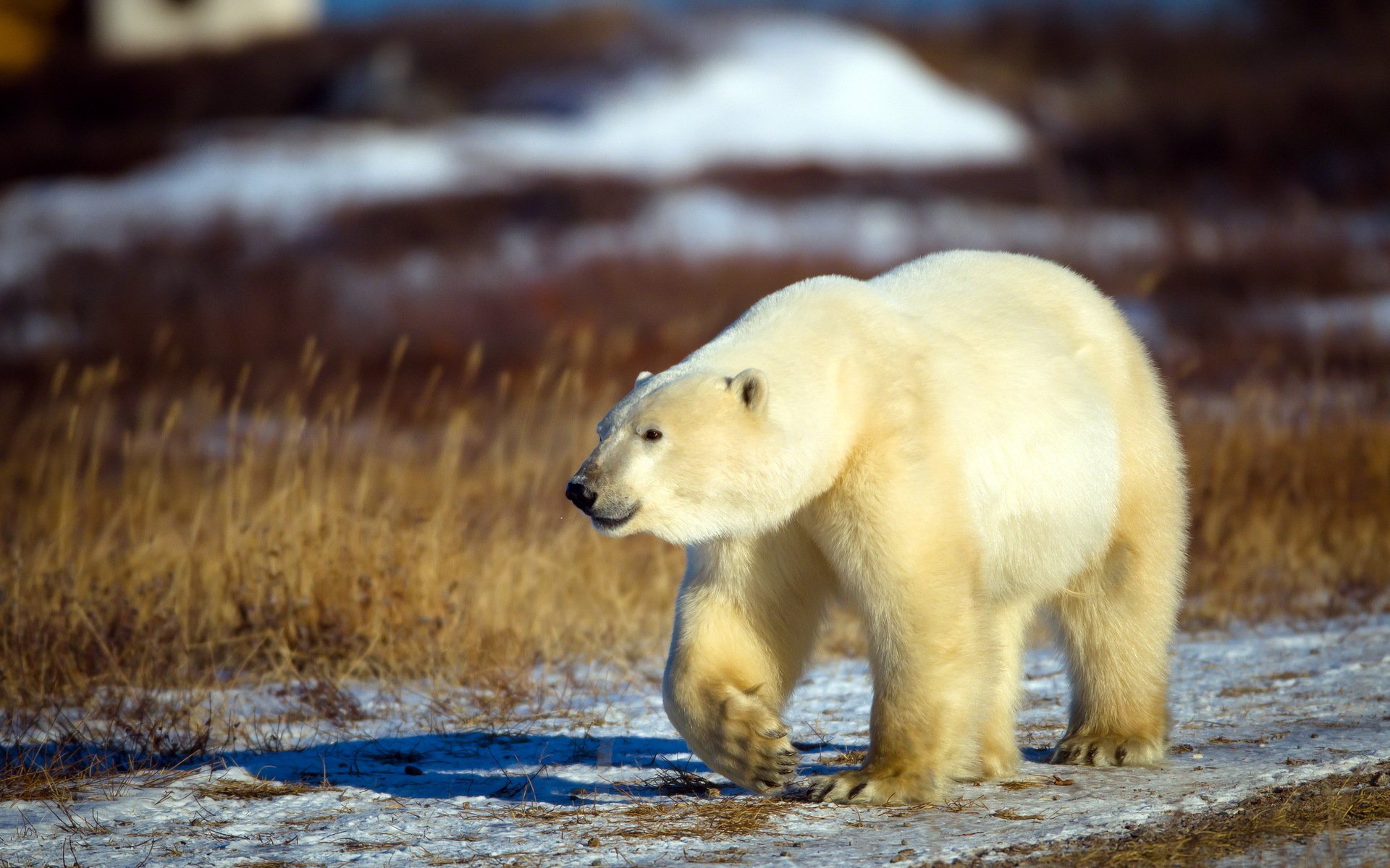 bear white nature