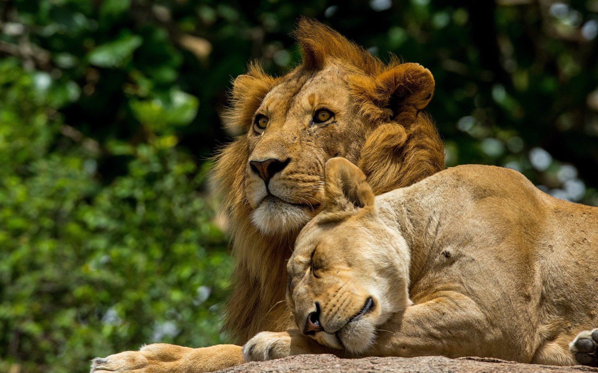 lions nature background