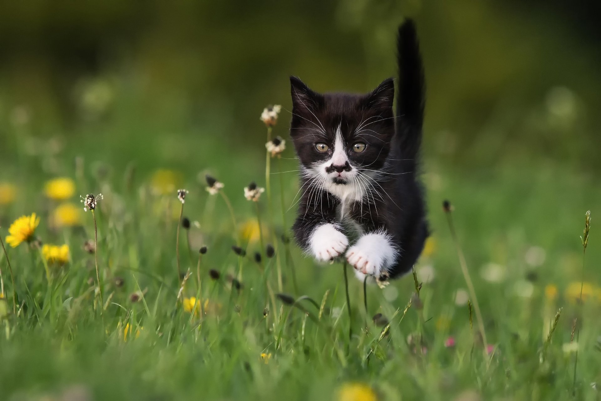 chat chaton herbe été