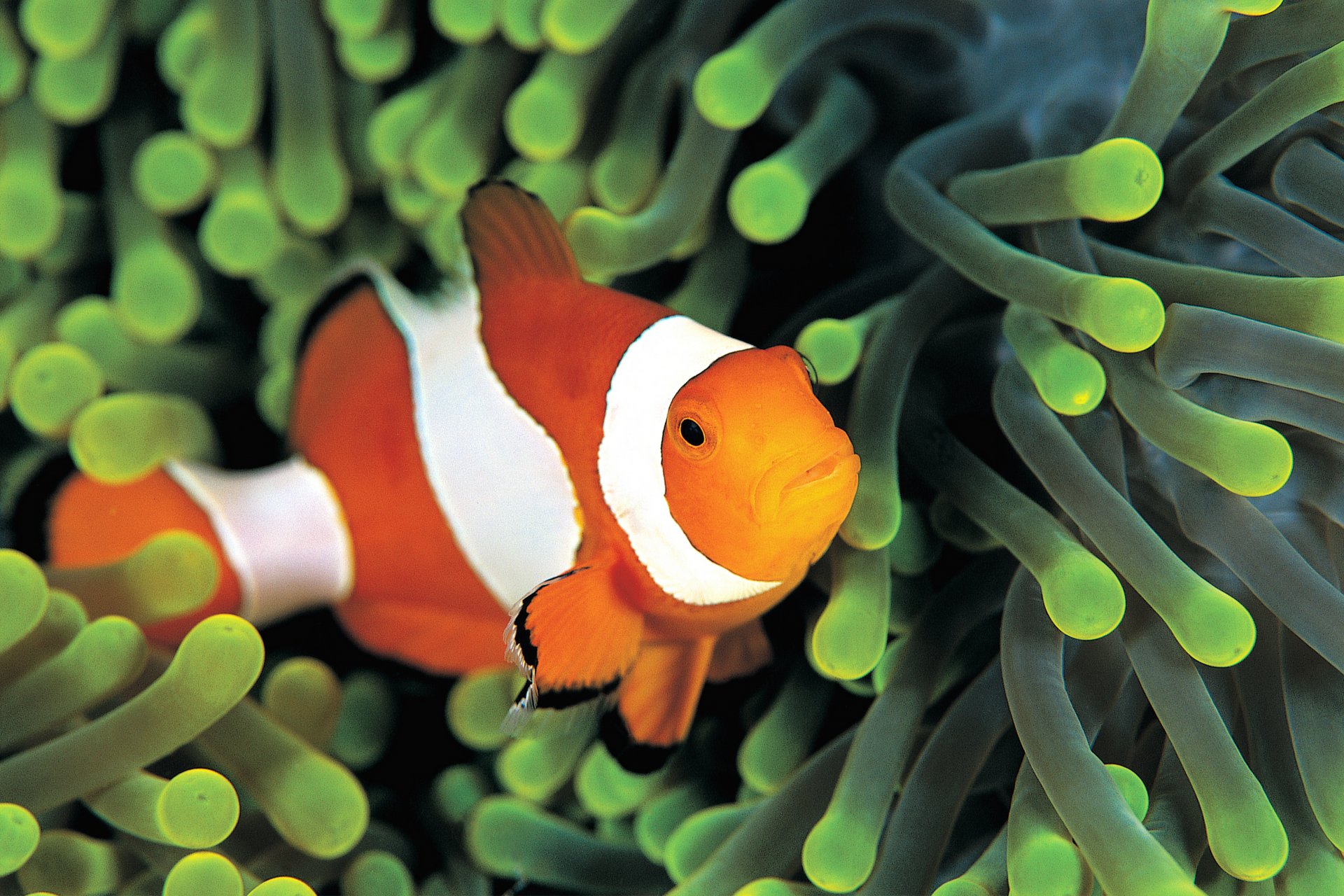 fish clown colorful anemone underwater sea colorful anemones under water