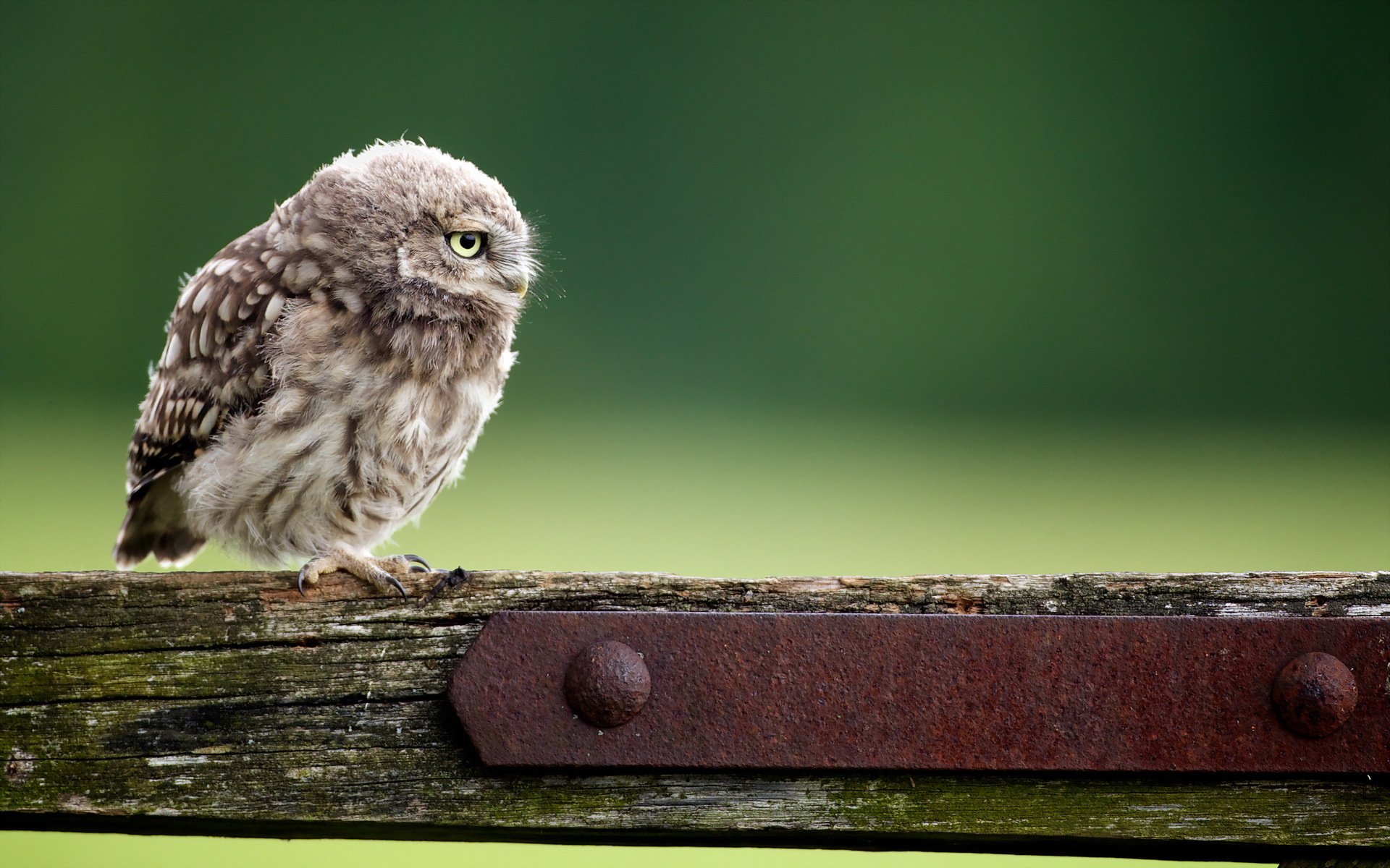 vogel eule hintergrund