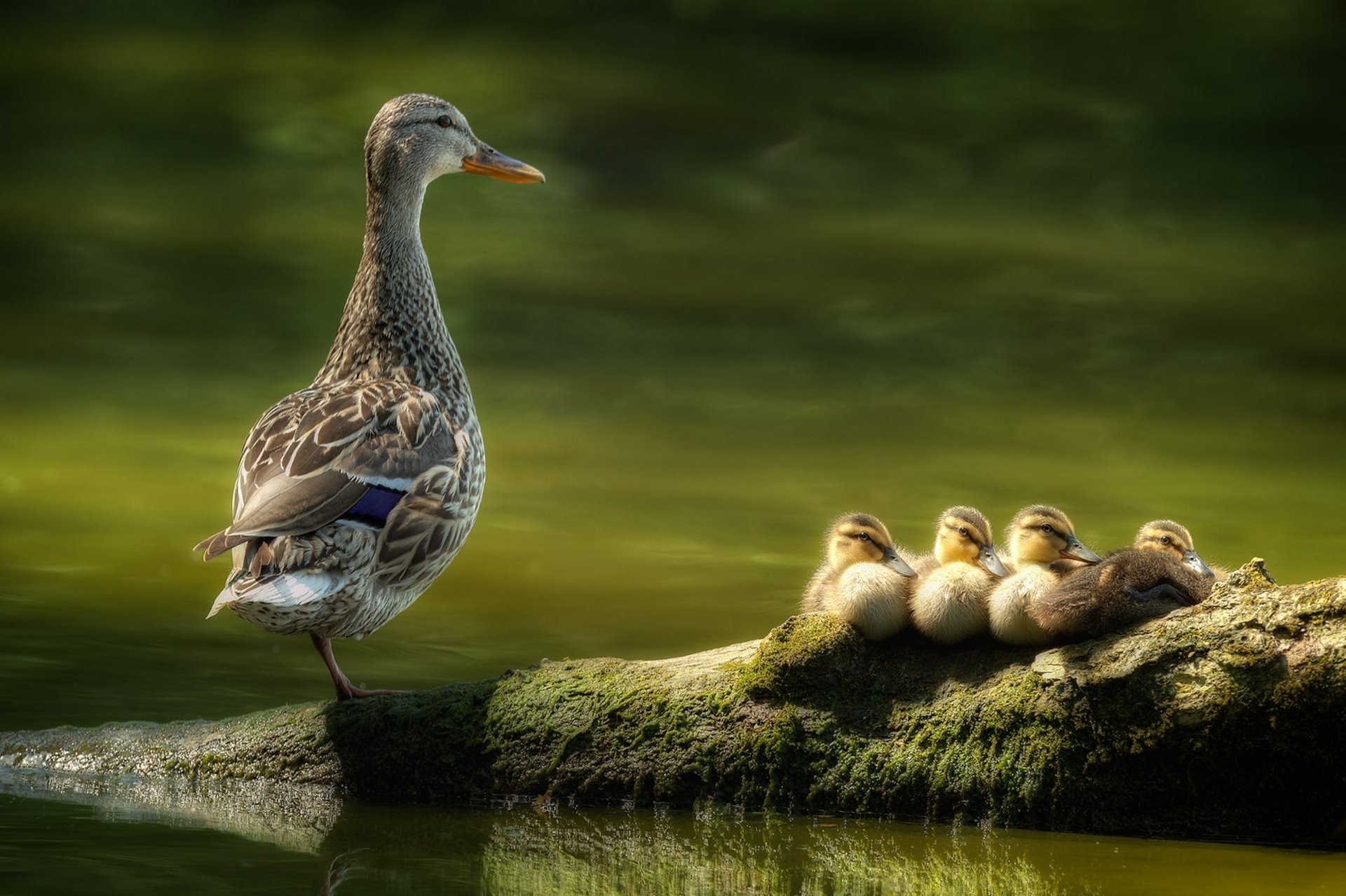 pato patitos pájaro aves polluelos cría tronco agua