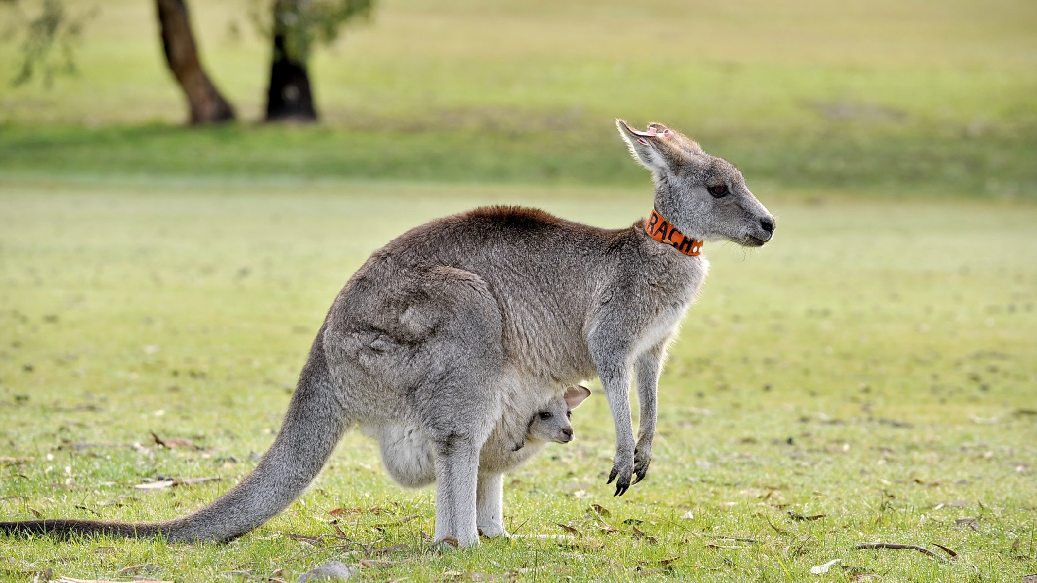 kangaroo nature background