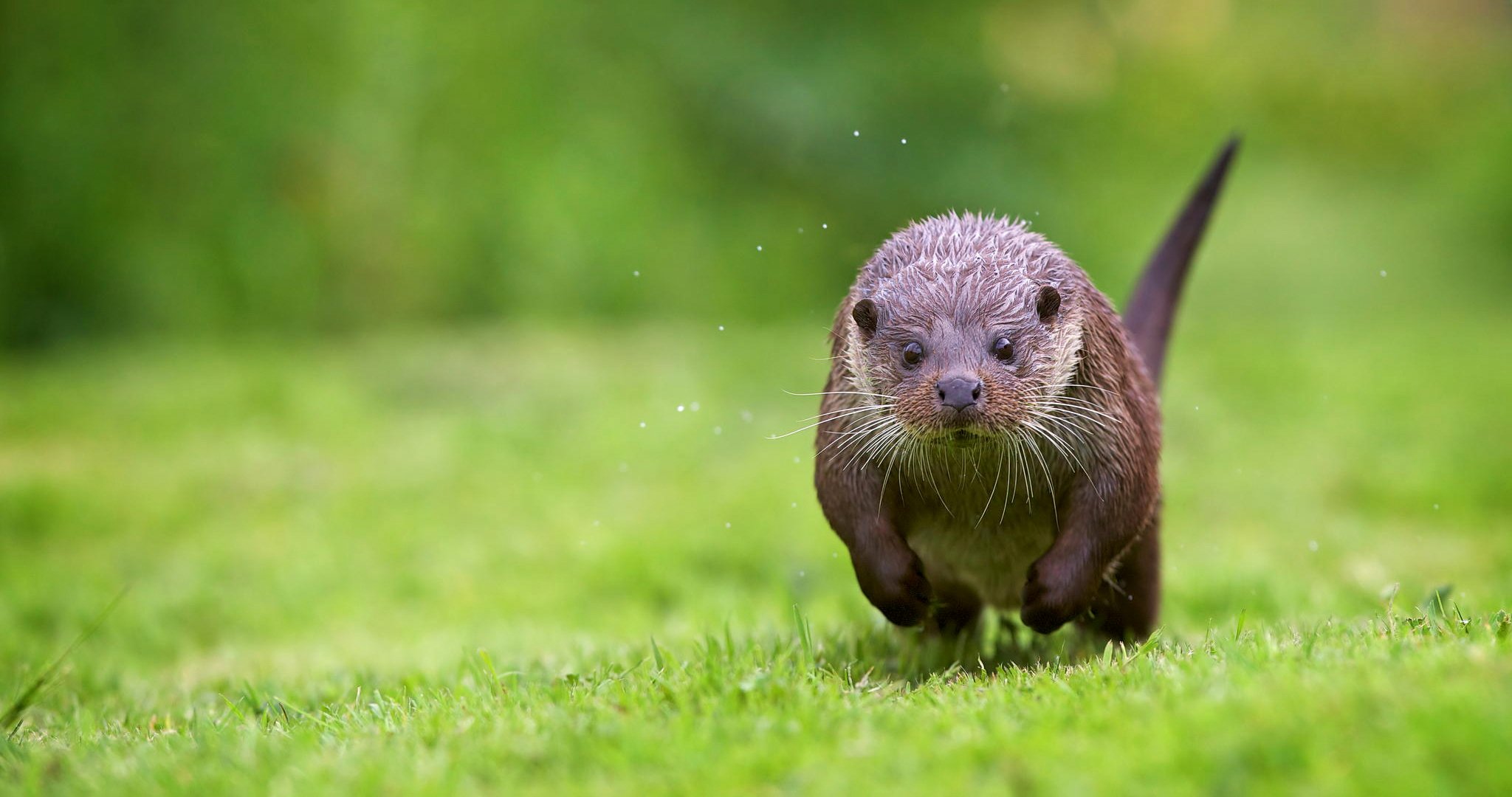 otter grass running beach