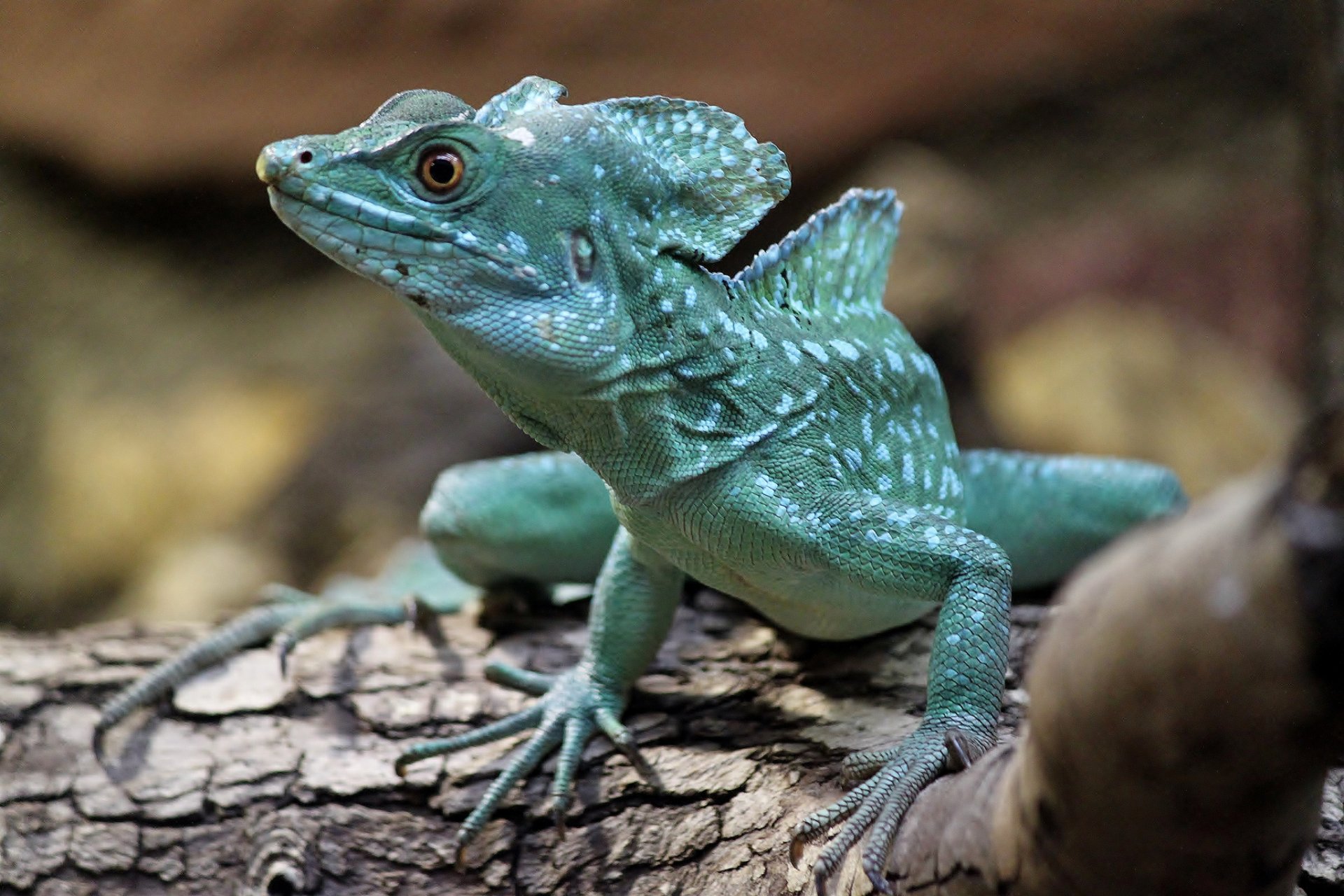 lizard basilisk tree