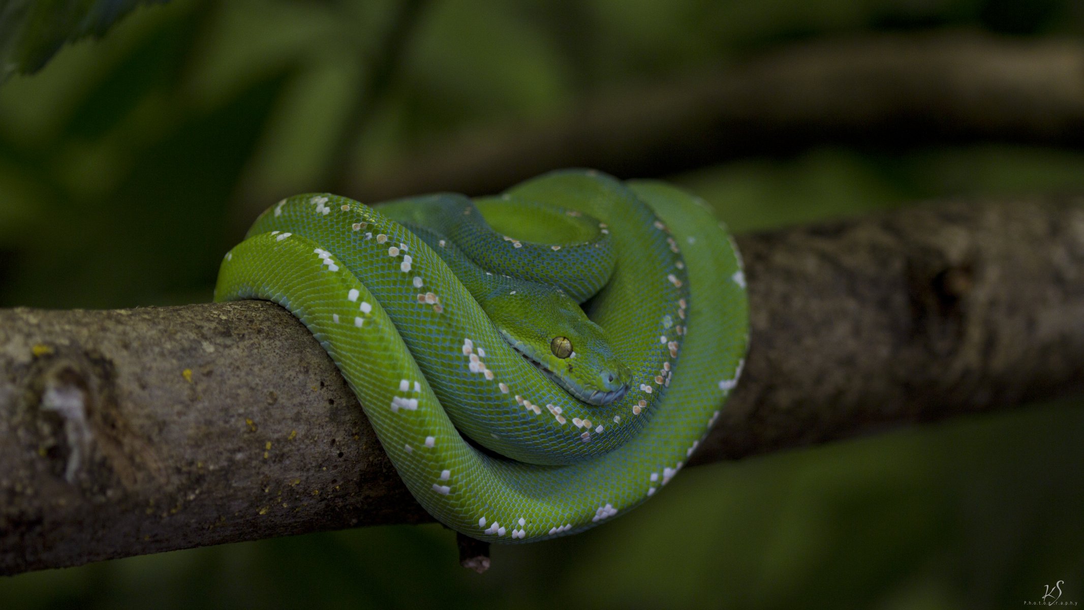 serpent python écailles branche