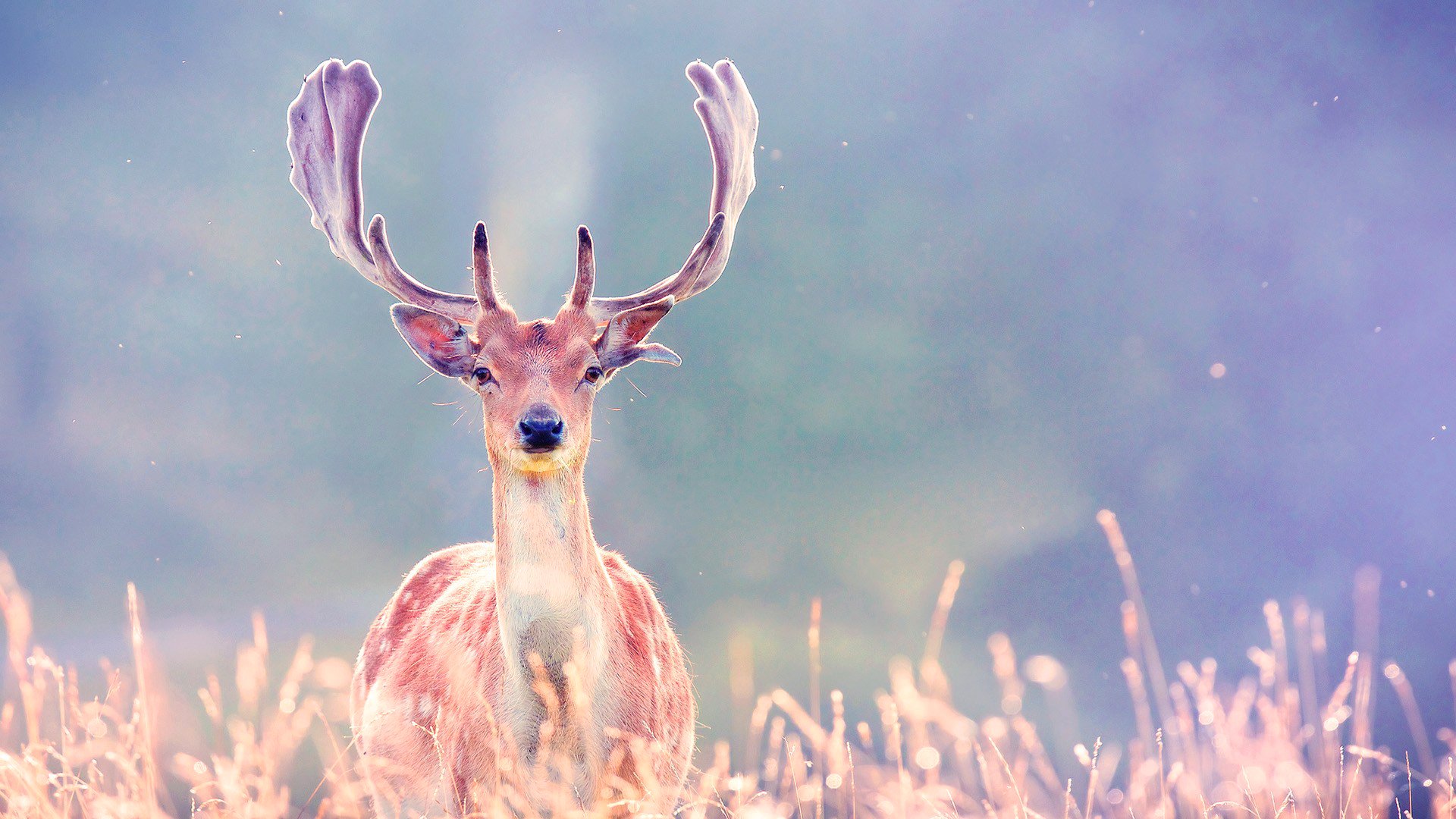 cerf bois herbe lumière nature