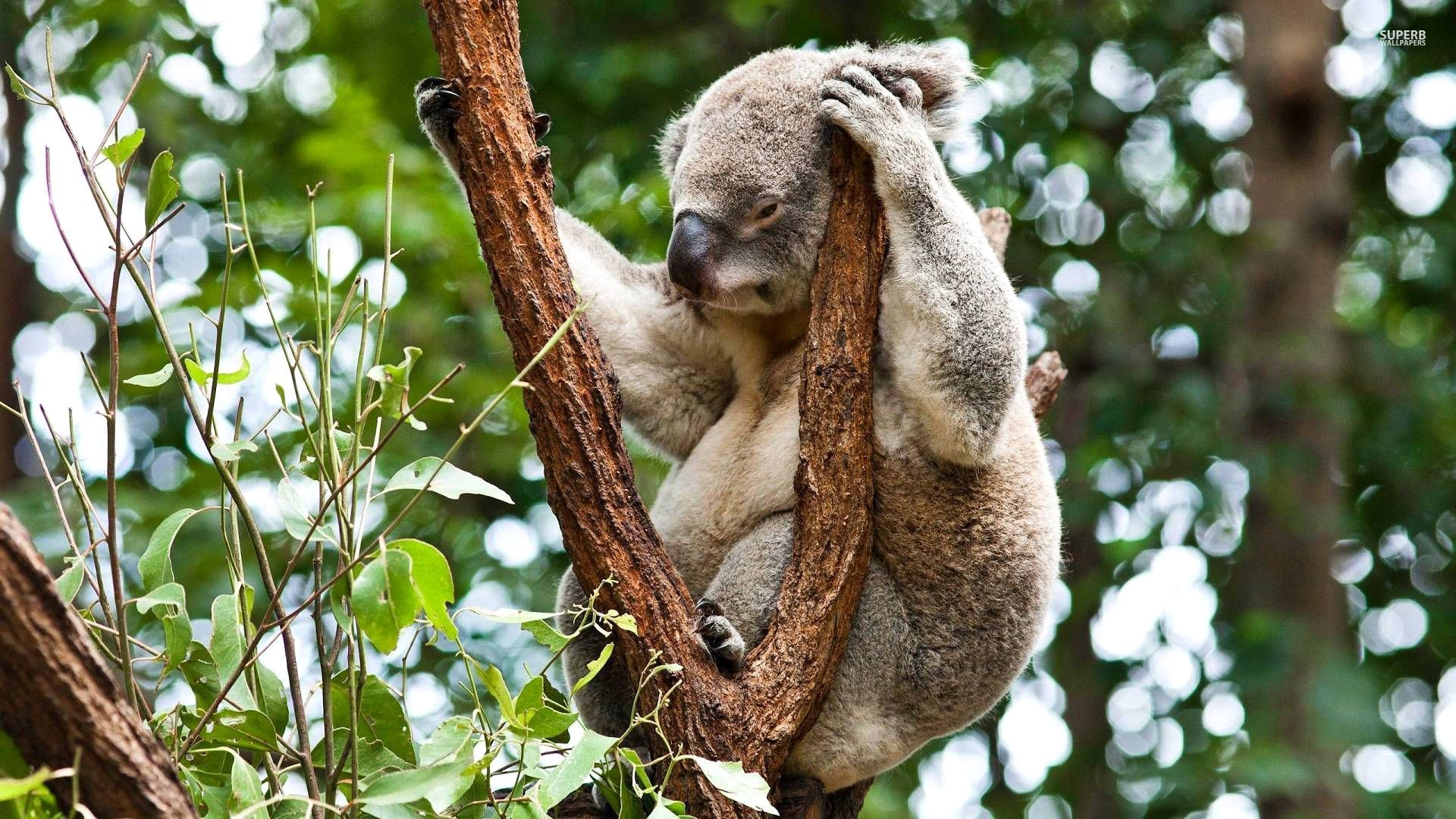 koala beuteltier australien pflanzenfresser baum wald