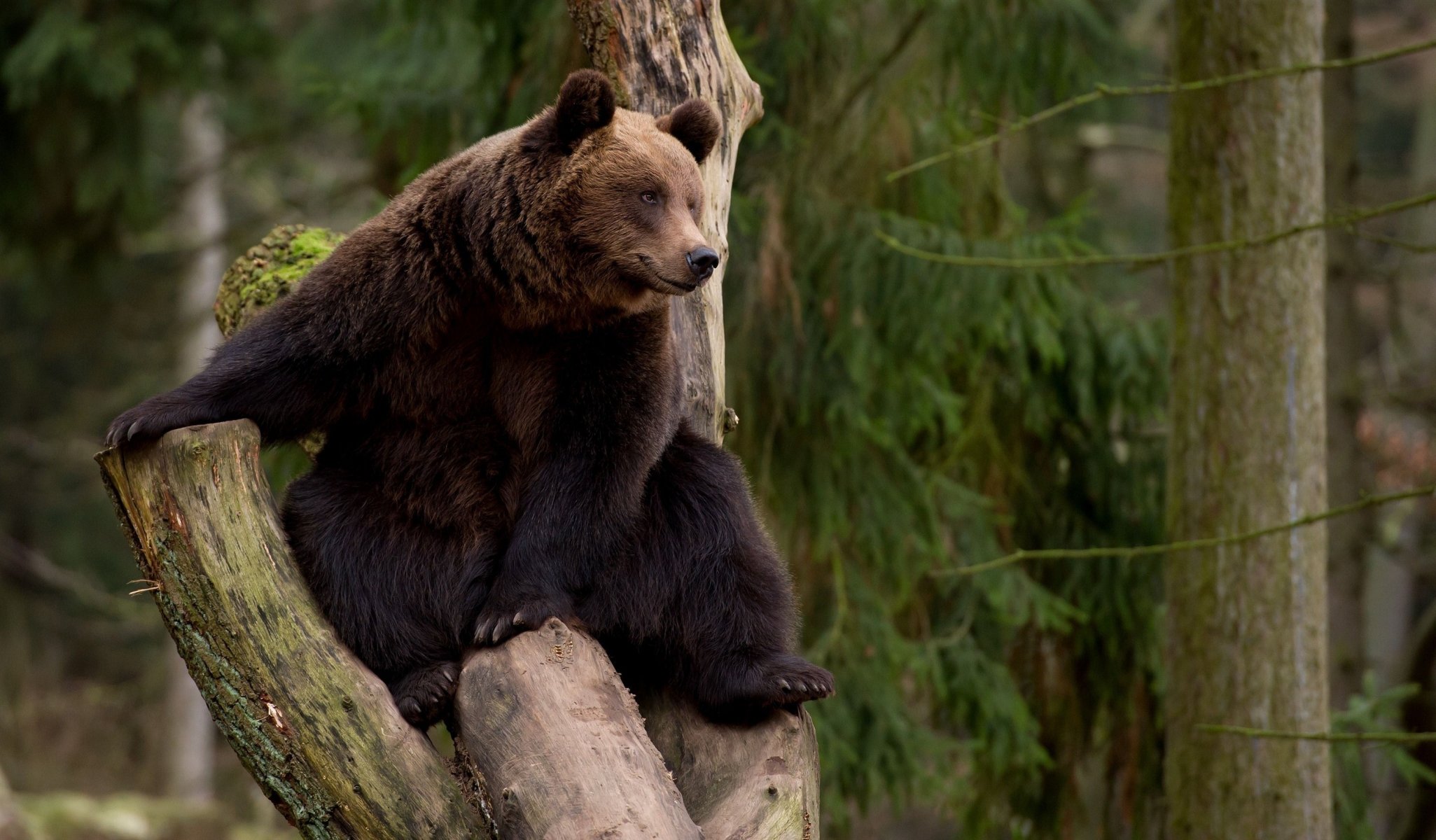 bear tree leisure