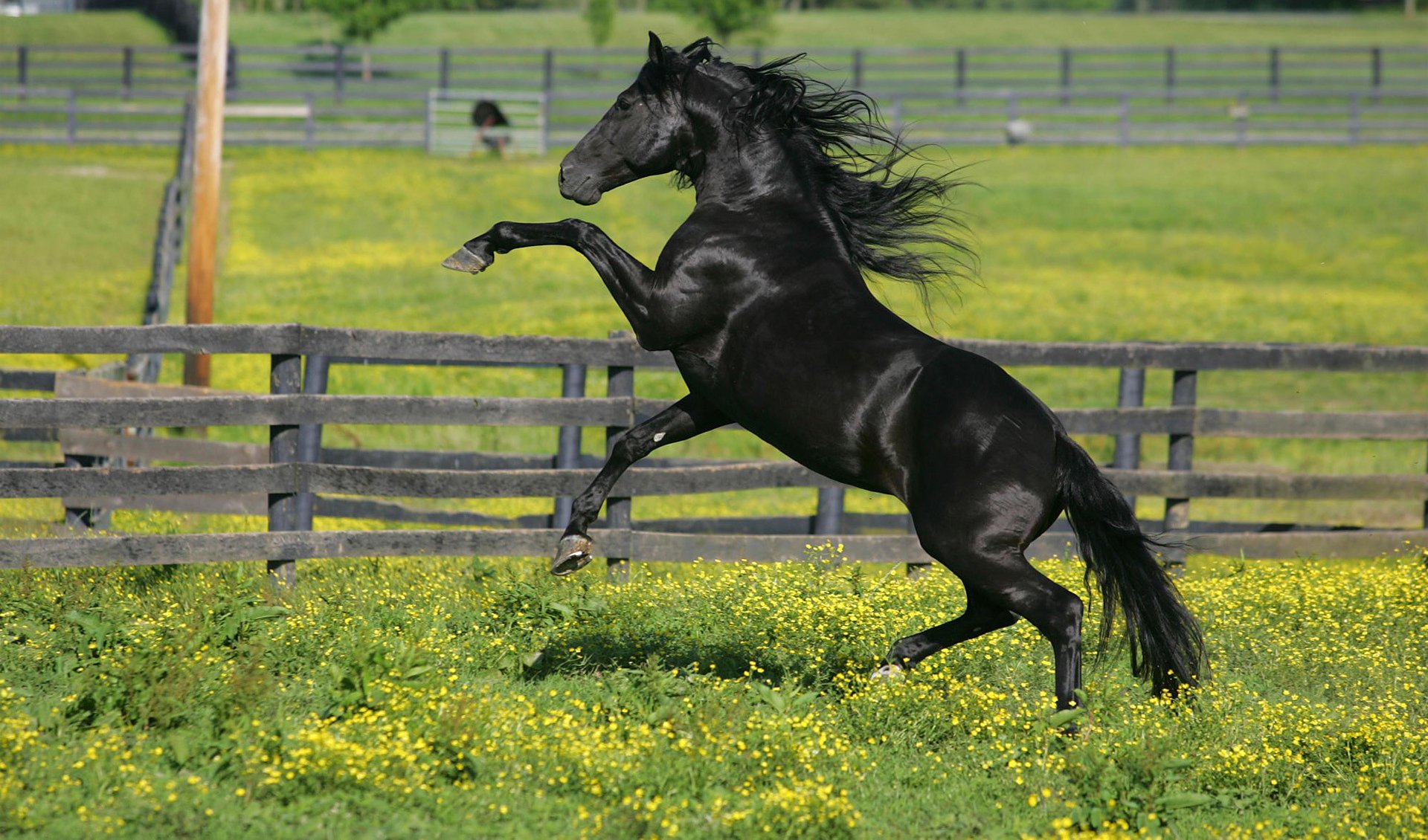 horse paddock grass flowers horse