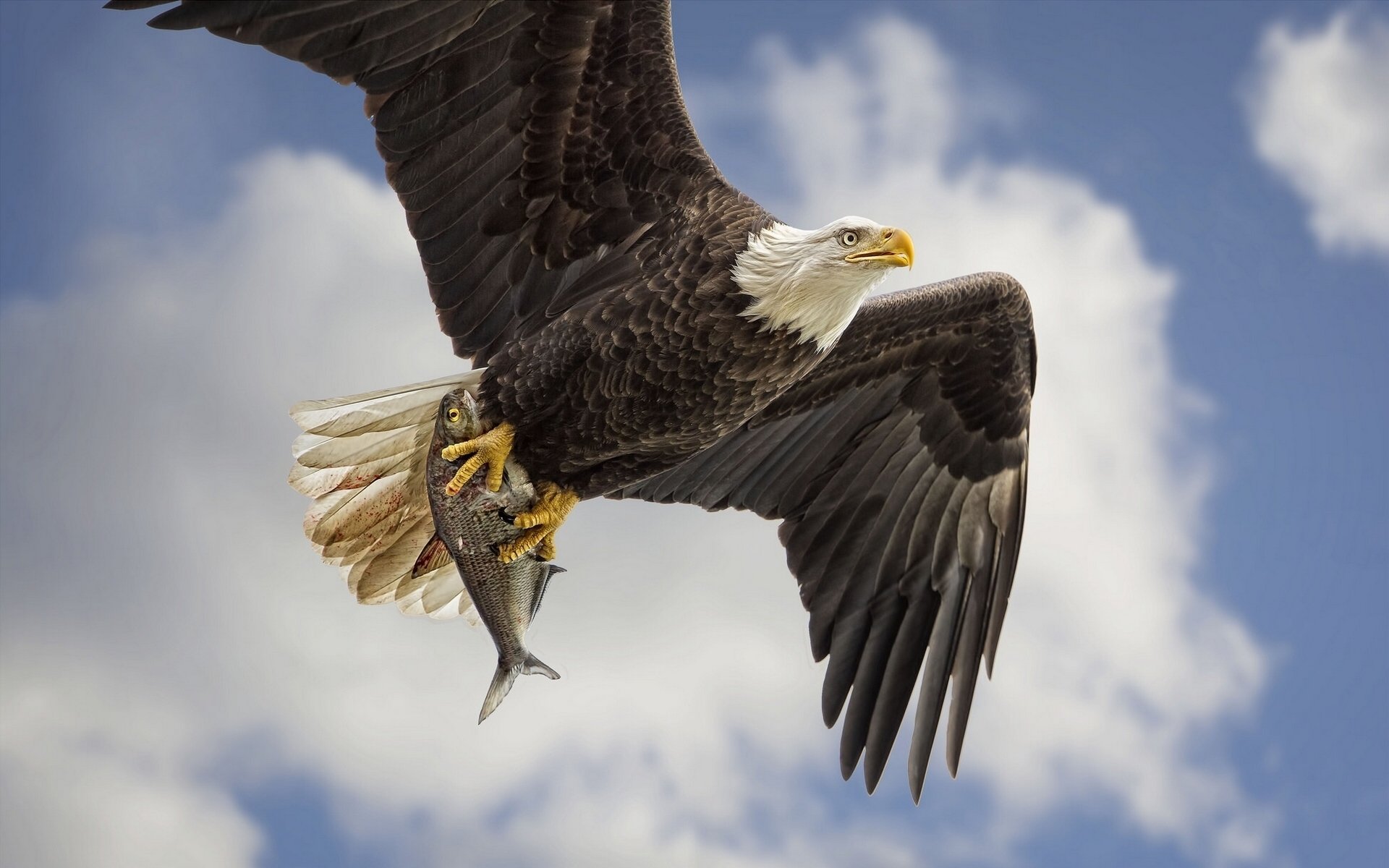 weißkopfseeadler vogel raubtier flügel fisch fang beute himmel