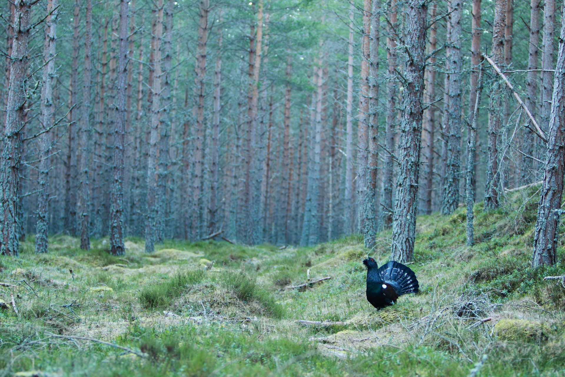 bosque pino claro pájaro urogallo