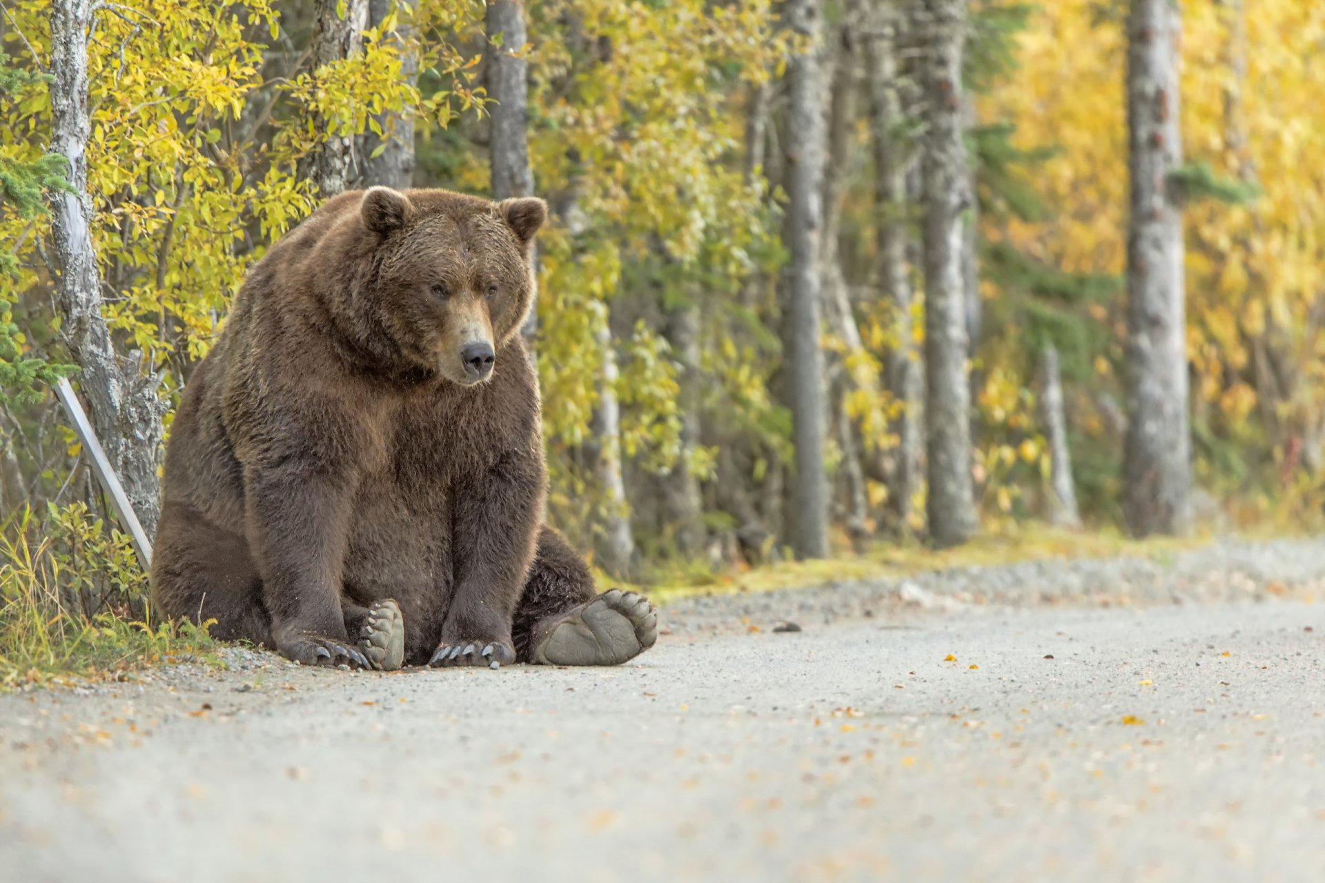 oso naturaleza fondo