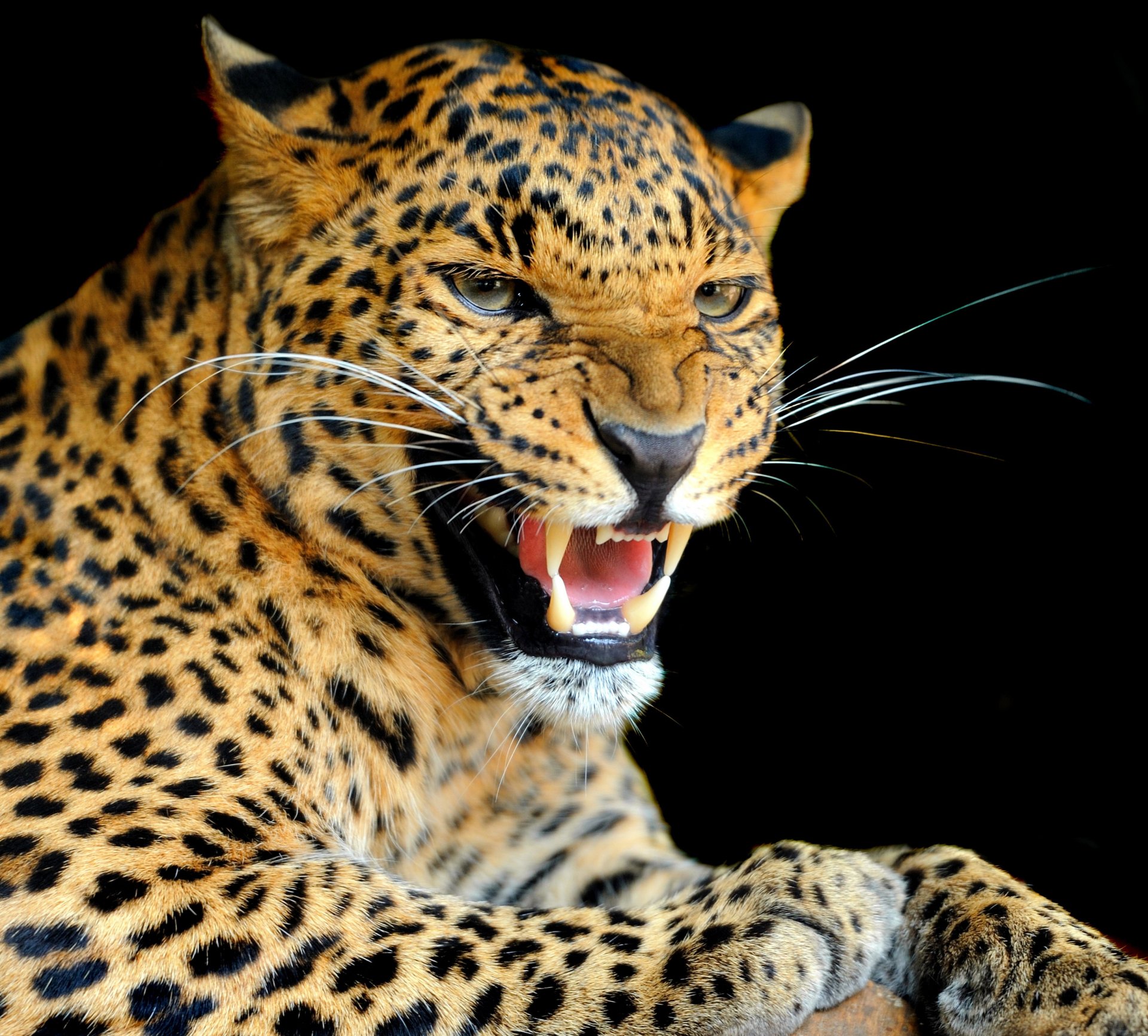 wild cat leopard predator snarl color view background