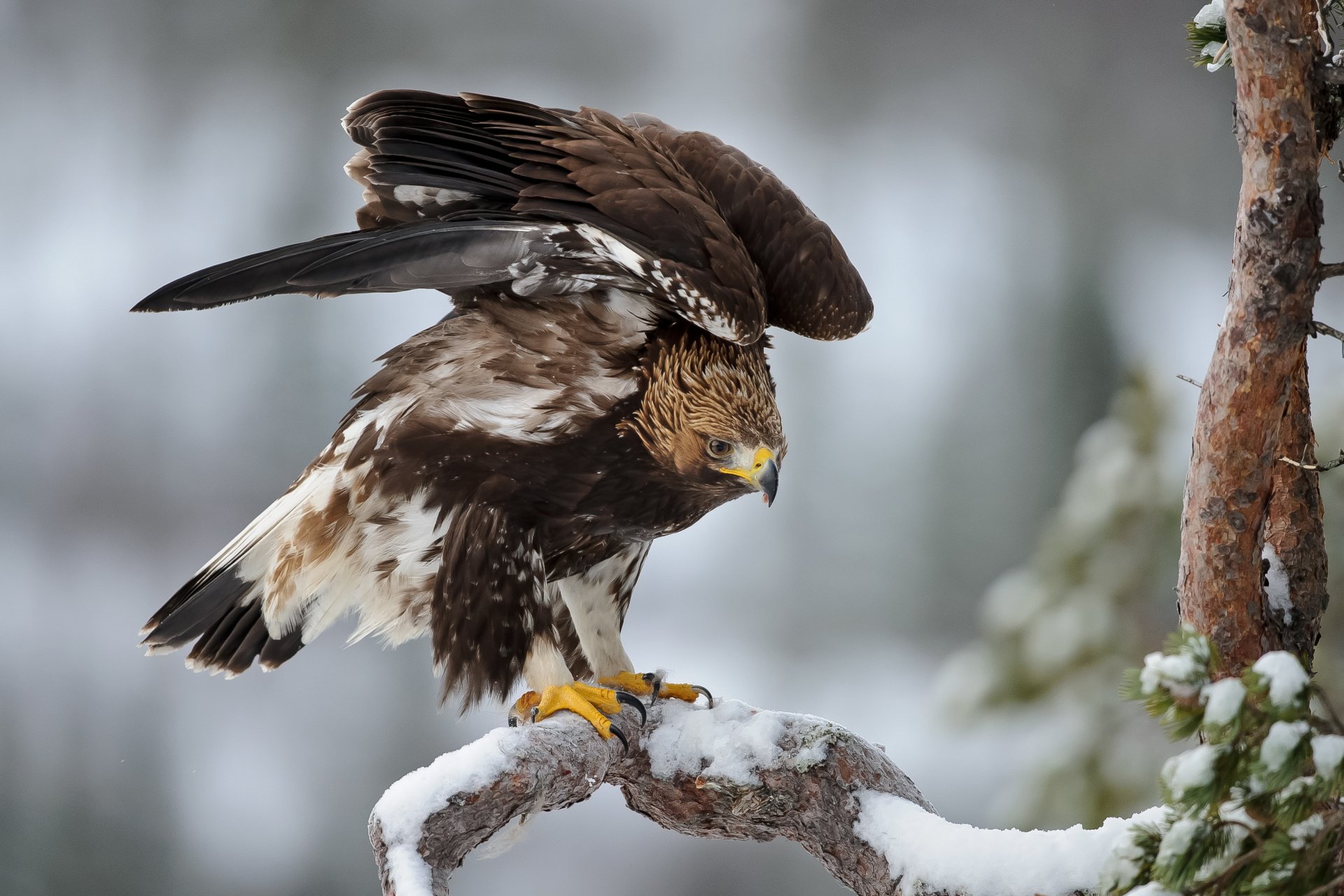 pájaro águila invierno alas plumas pino abeto árbol de navidad nieve escarcha invierno hd