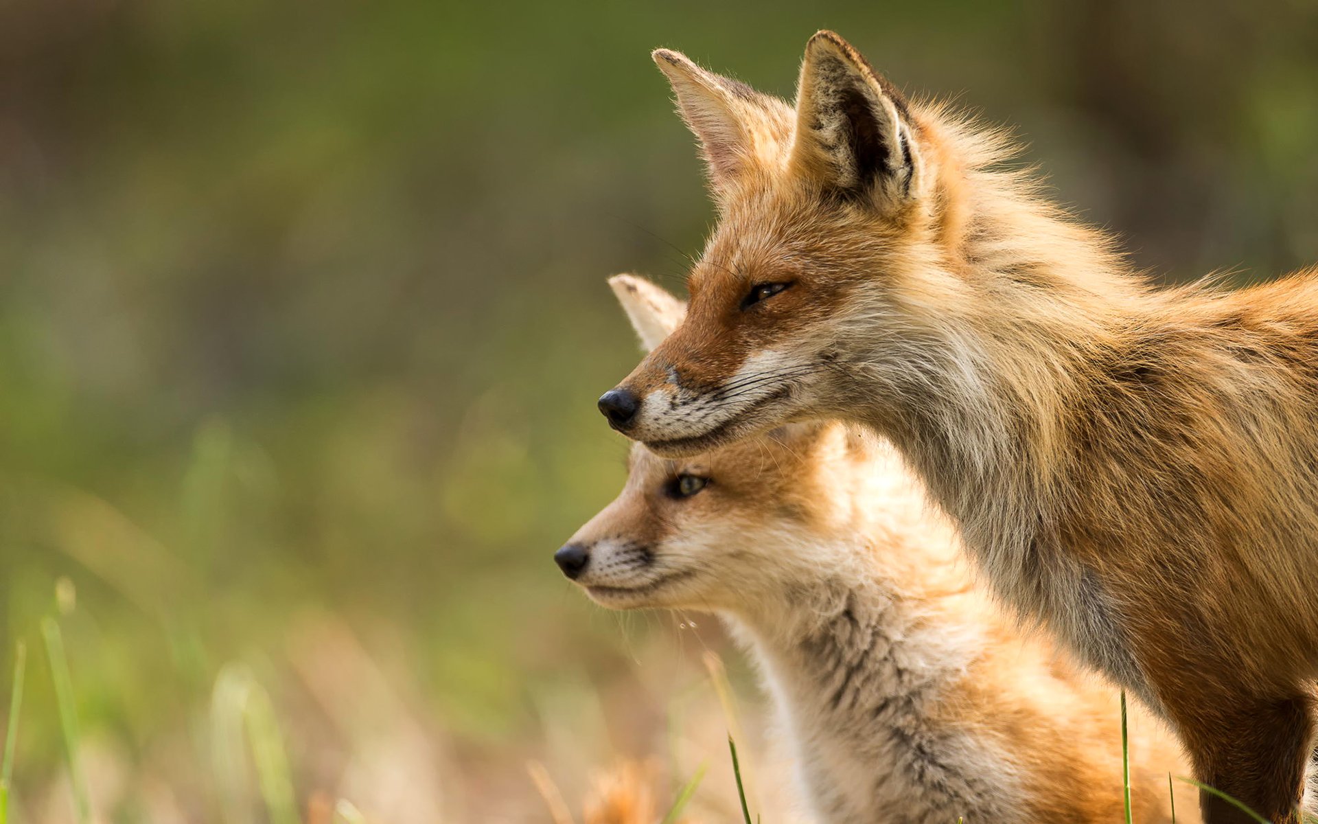 fuchs tiere natur licht