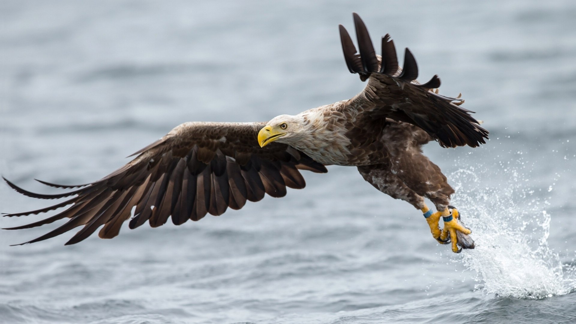 águila de cola blanca pájaro alas agua