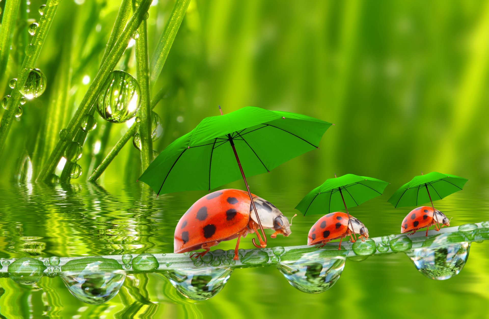 grashalme tröpfchen wasser grashalme marienkäfer regenschirme