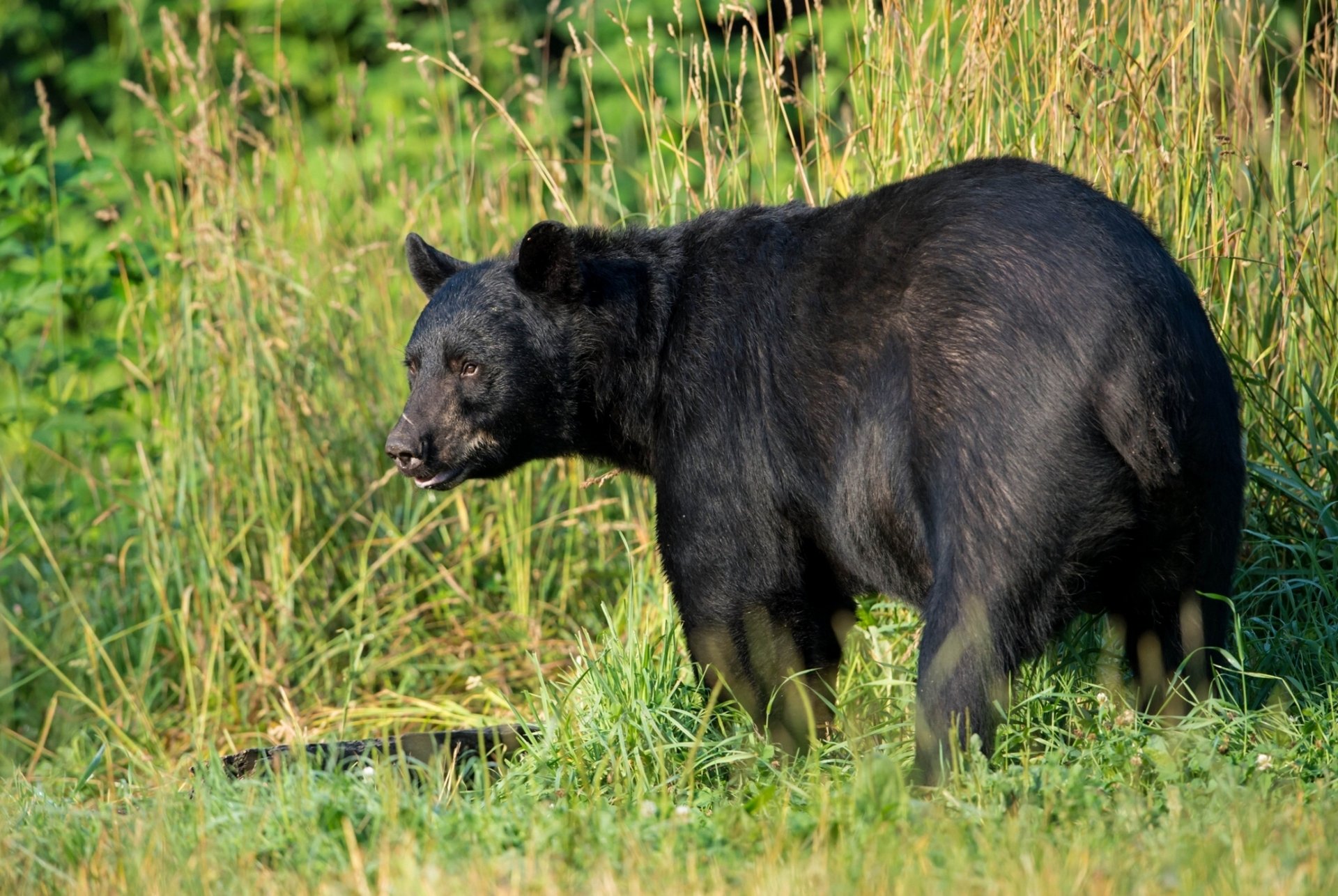 ours noir américain prédateur herbe