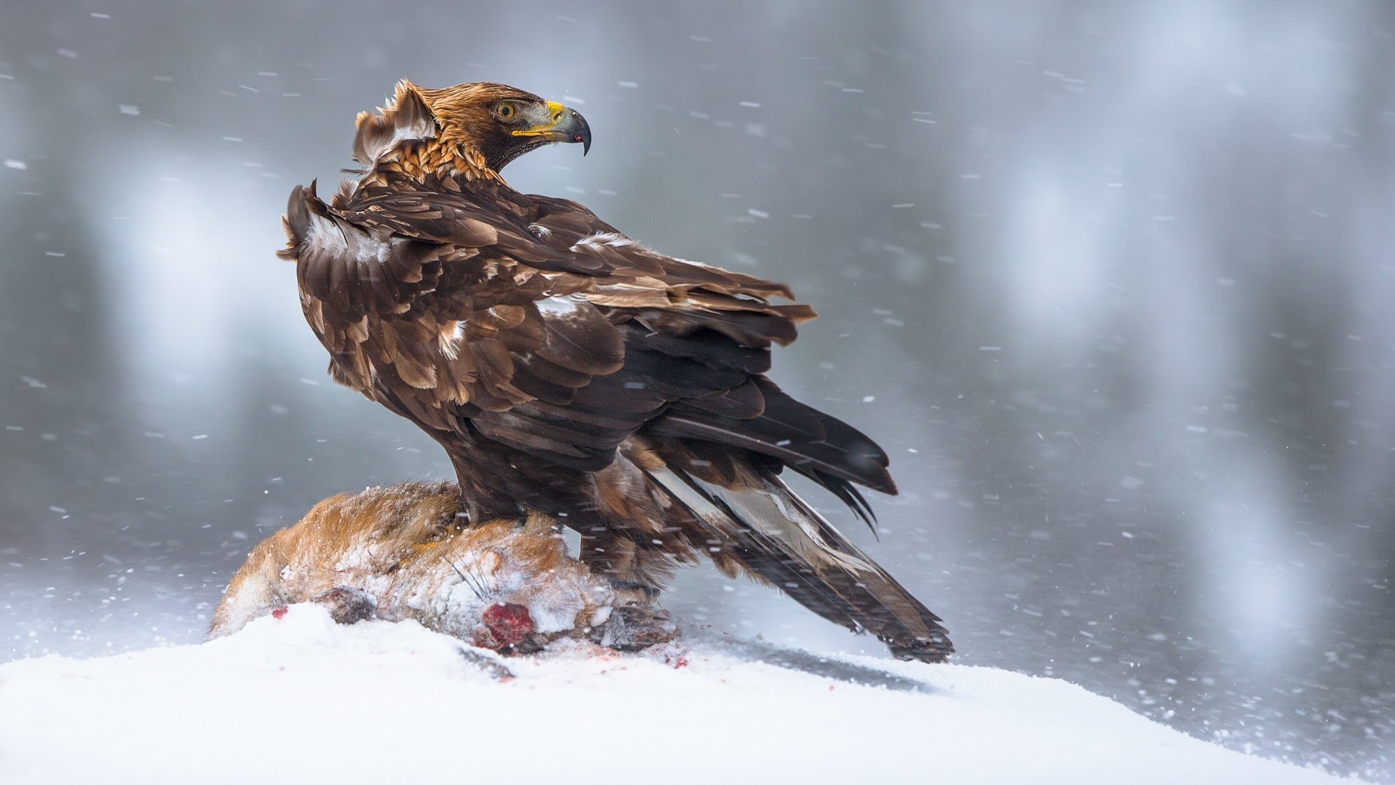 noruega invierno presa aves águila real el águila más grande