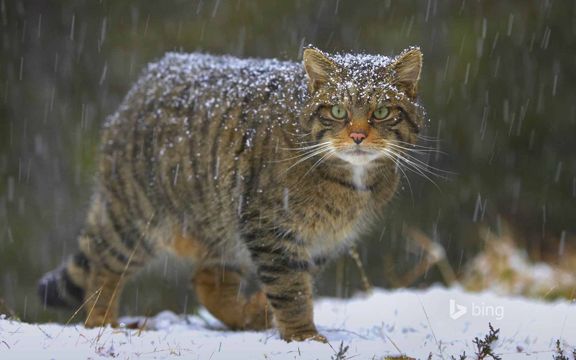 europäische waldkatze katze schnee natur schottland